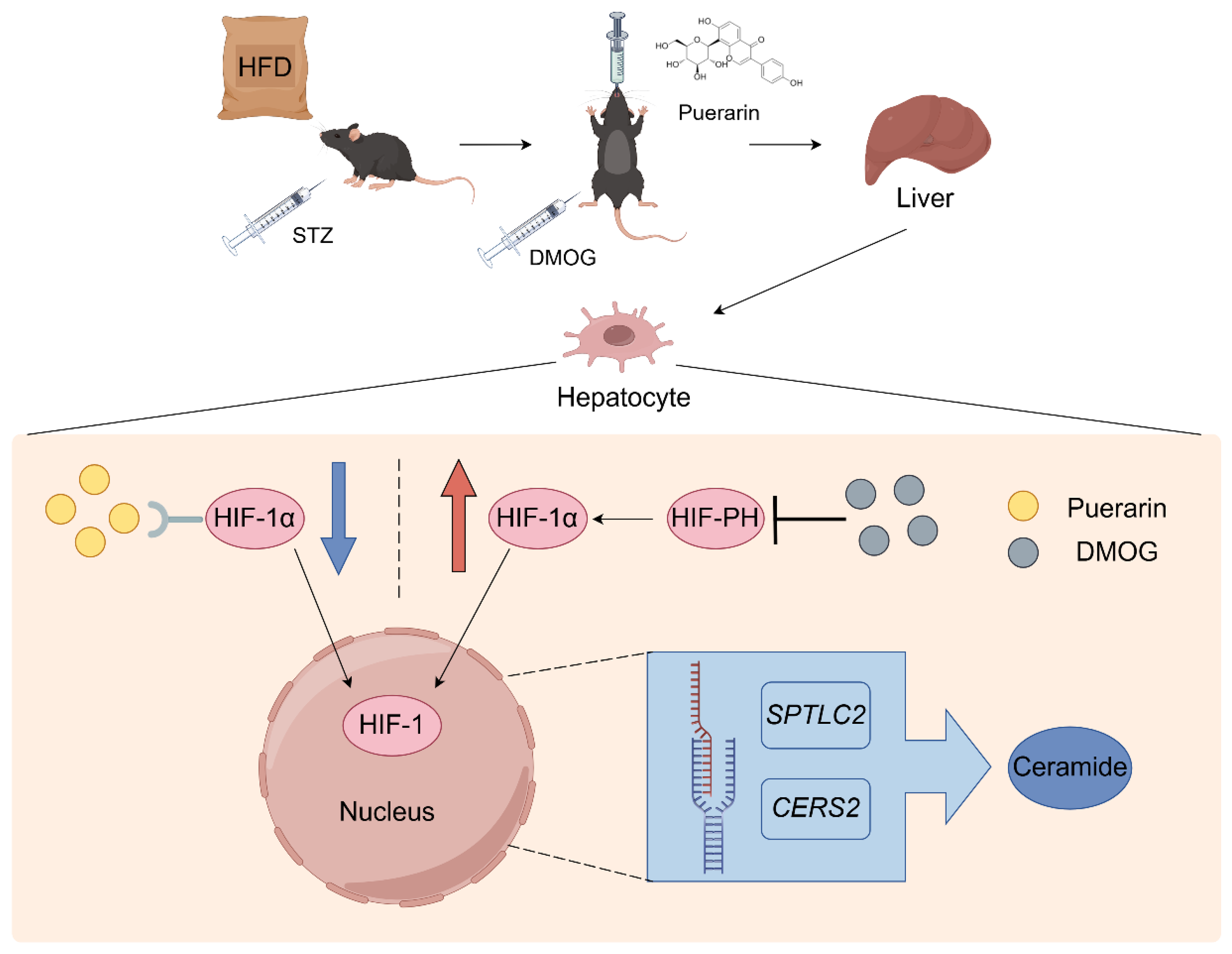 Pharmaceuticals 18 00398 g008