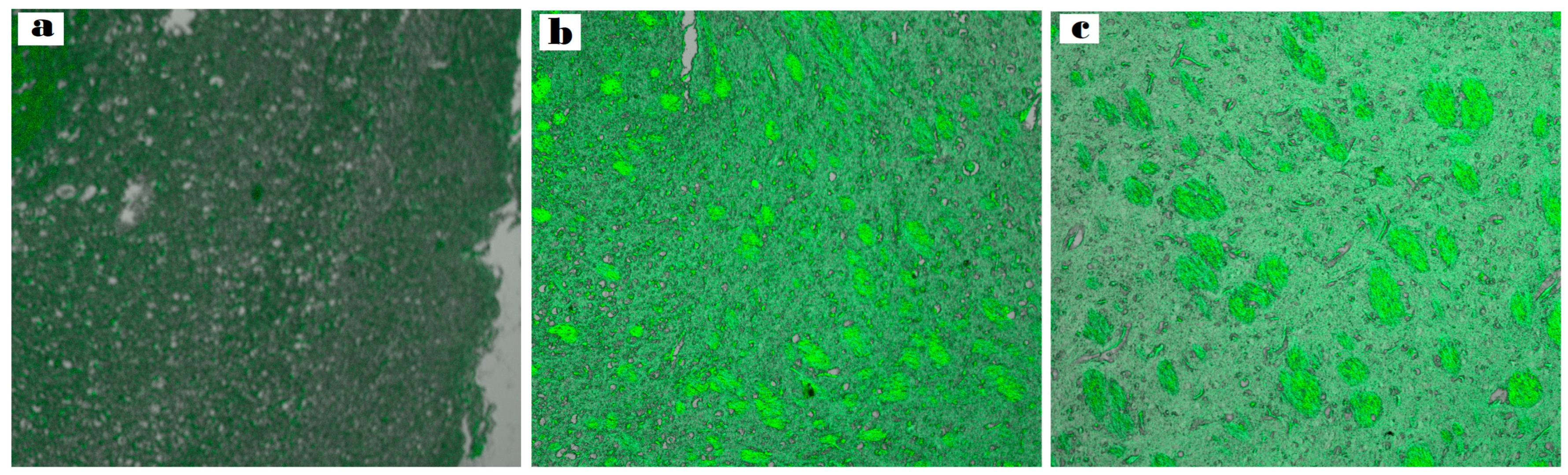 Pharmaceuticals 18 00421 g010