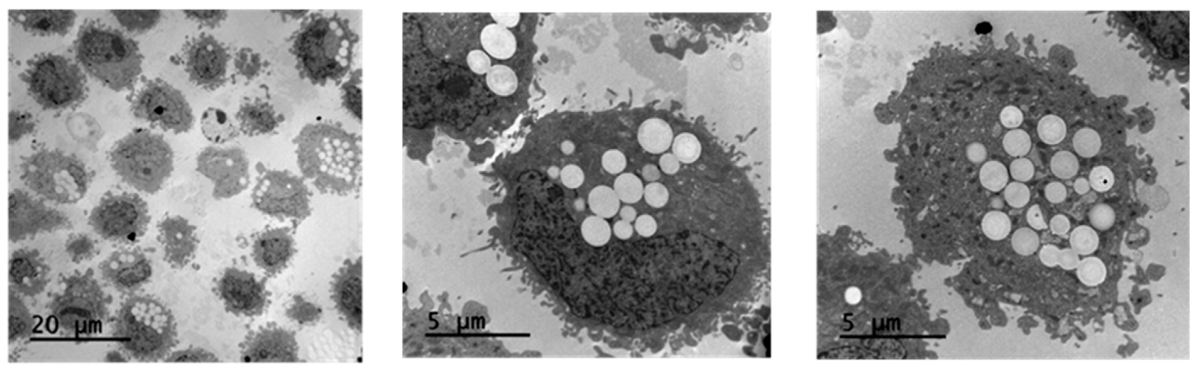 Pharmaceuticals 18 00466 g002