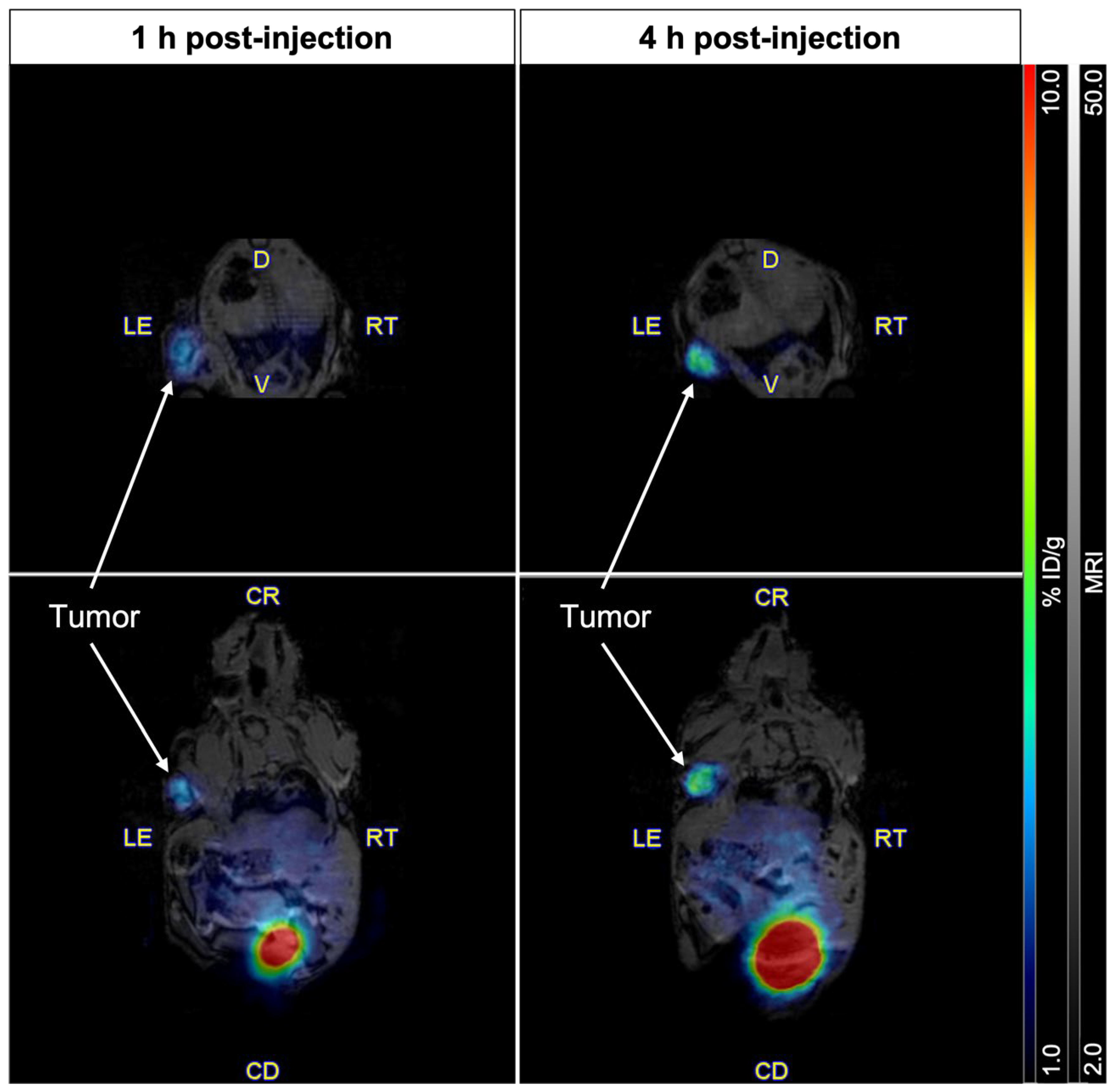 Pharmaceuticals 18 00469 g005