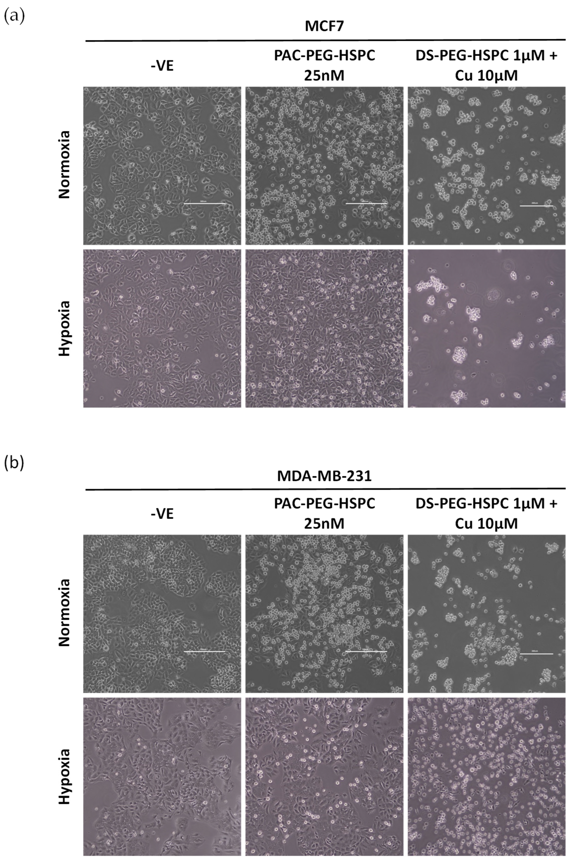 Pharmaceuticals 18 00487 g005