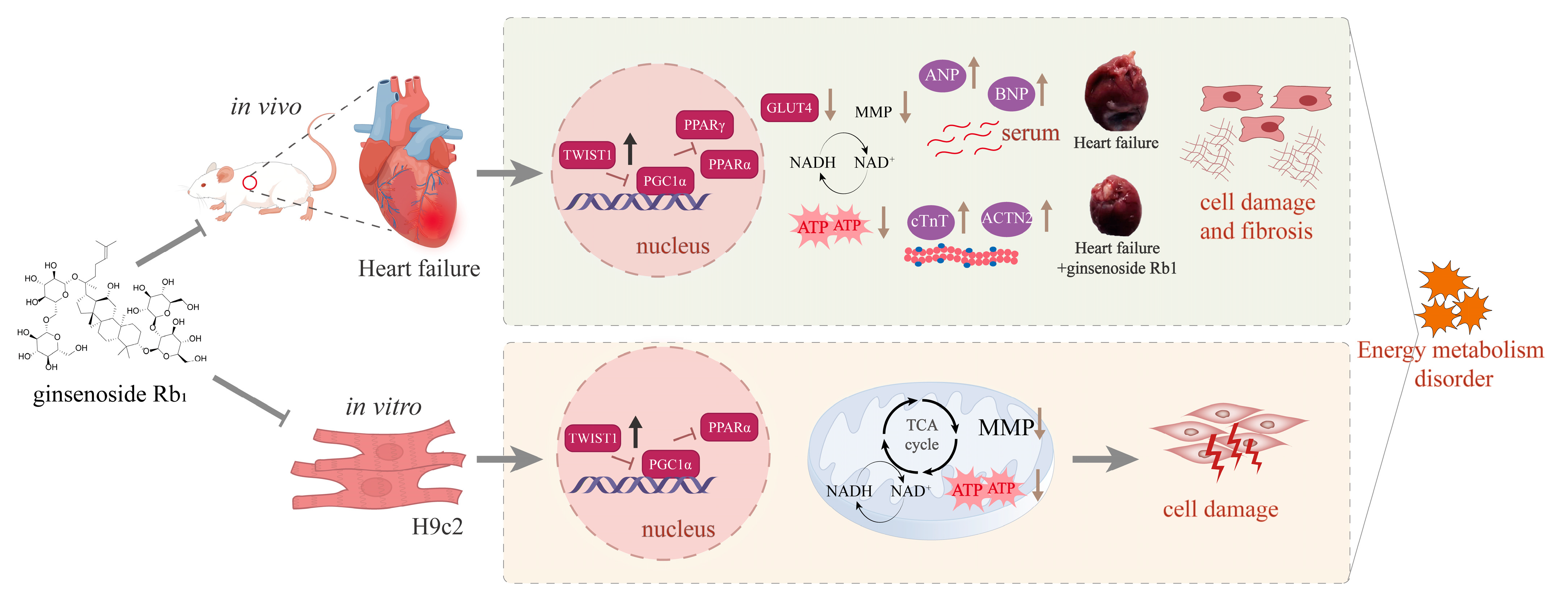 Pharmaceuticals 18 00500 g009