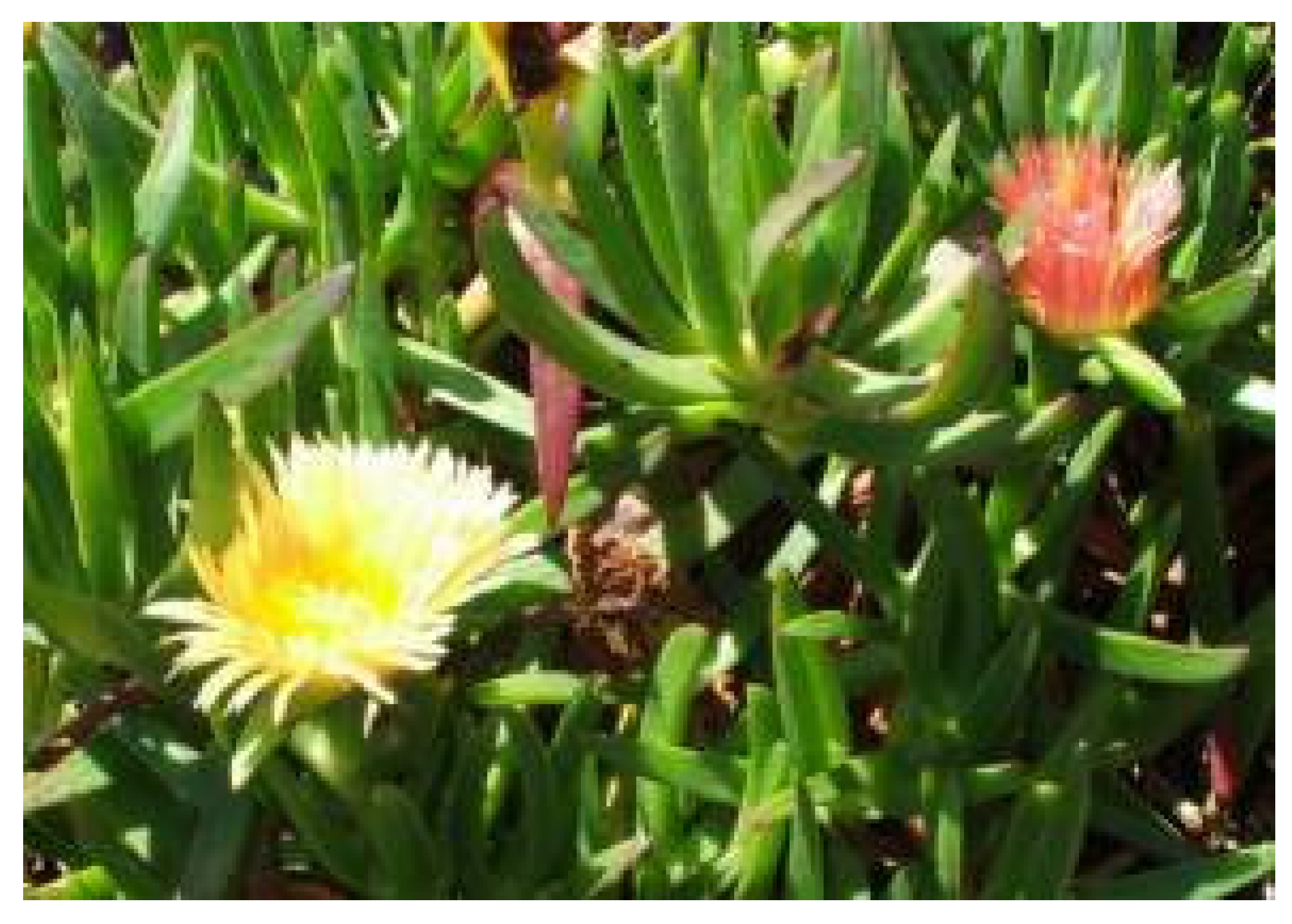 Pharmaceuticals 18 00513 g002