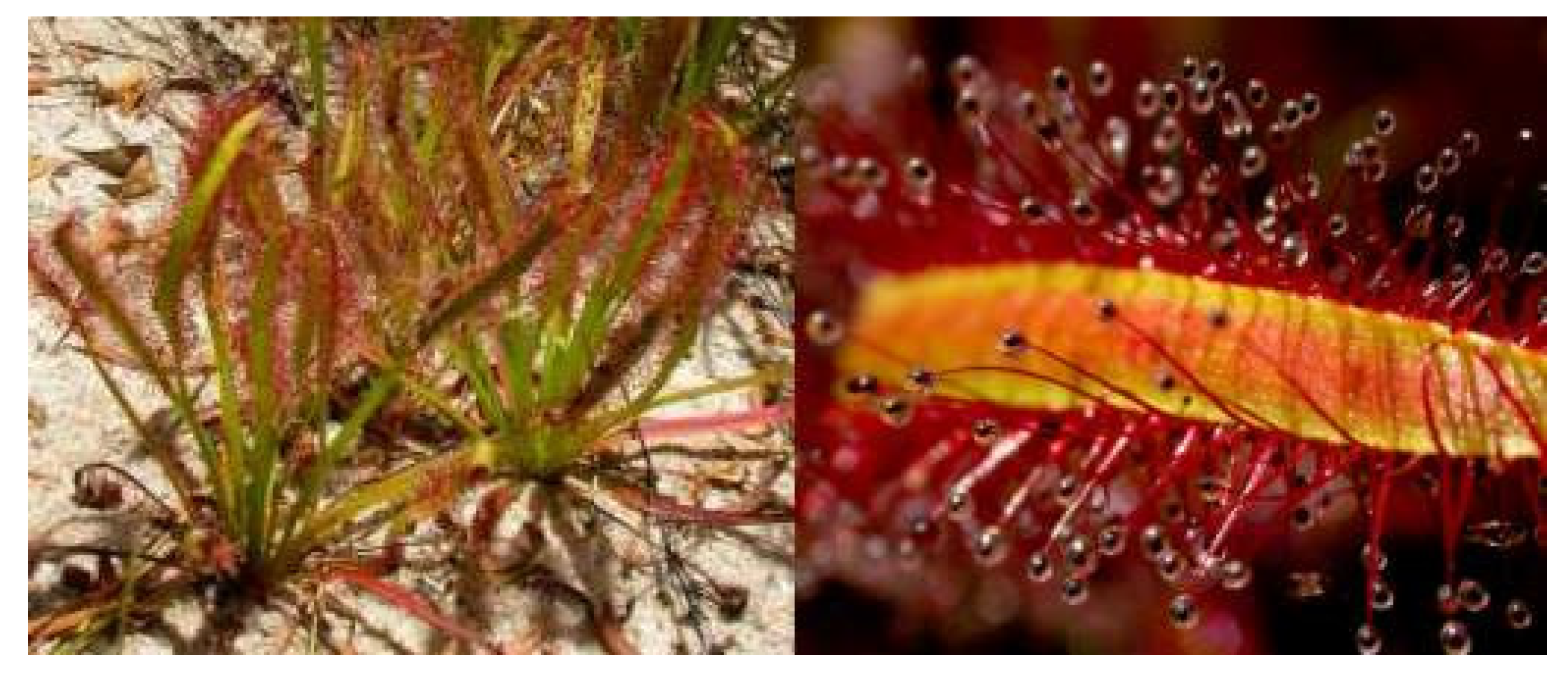 Pharmaceuticals 18 00513 g003