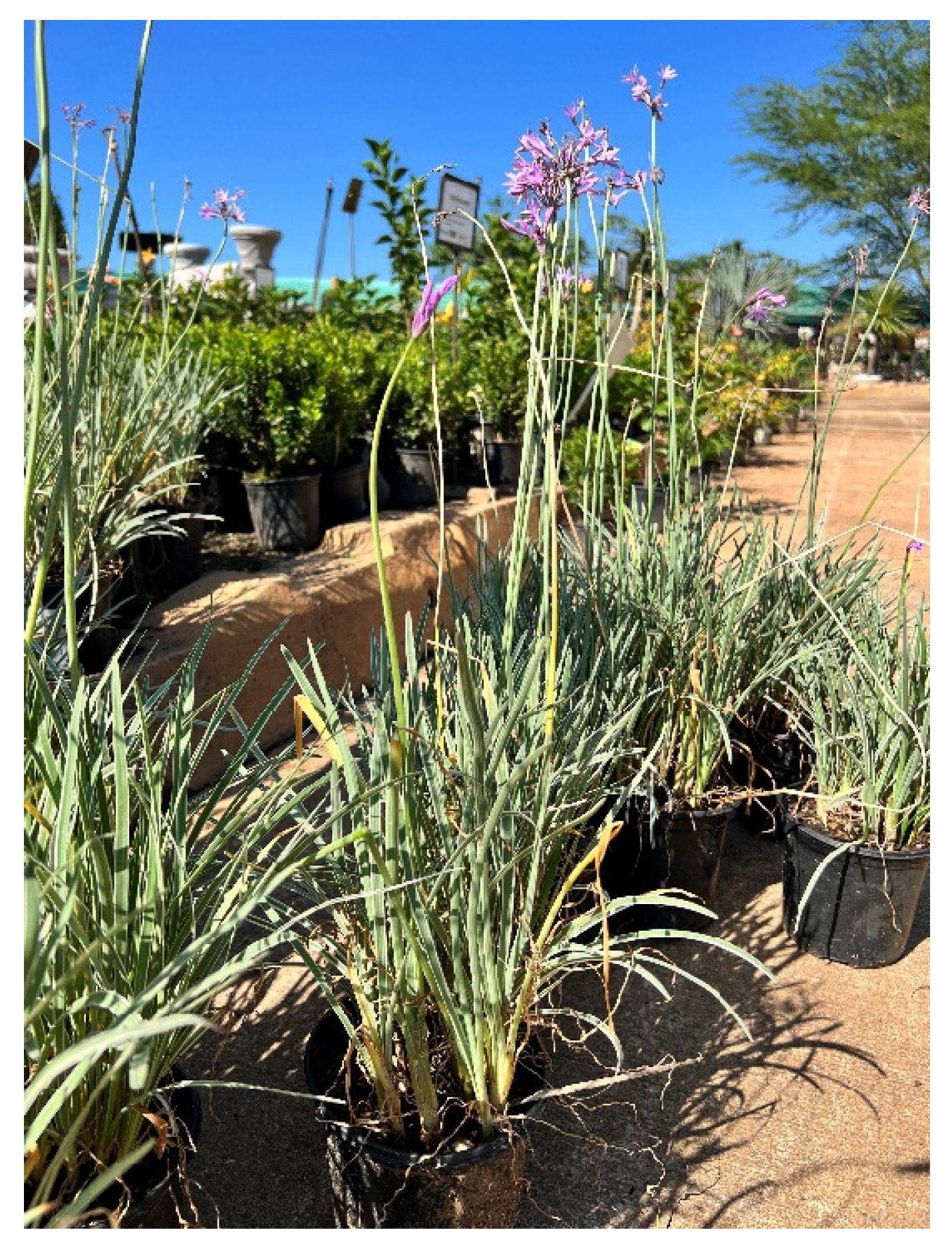 Pharmaceuticals 18 00513 g005