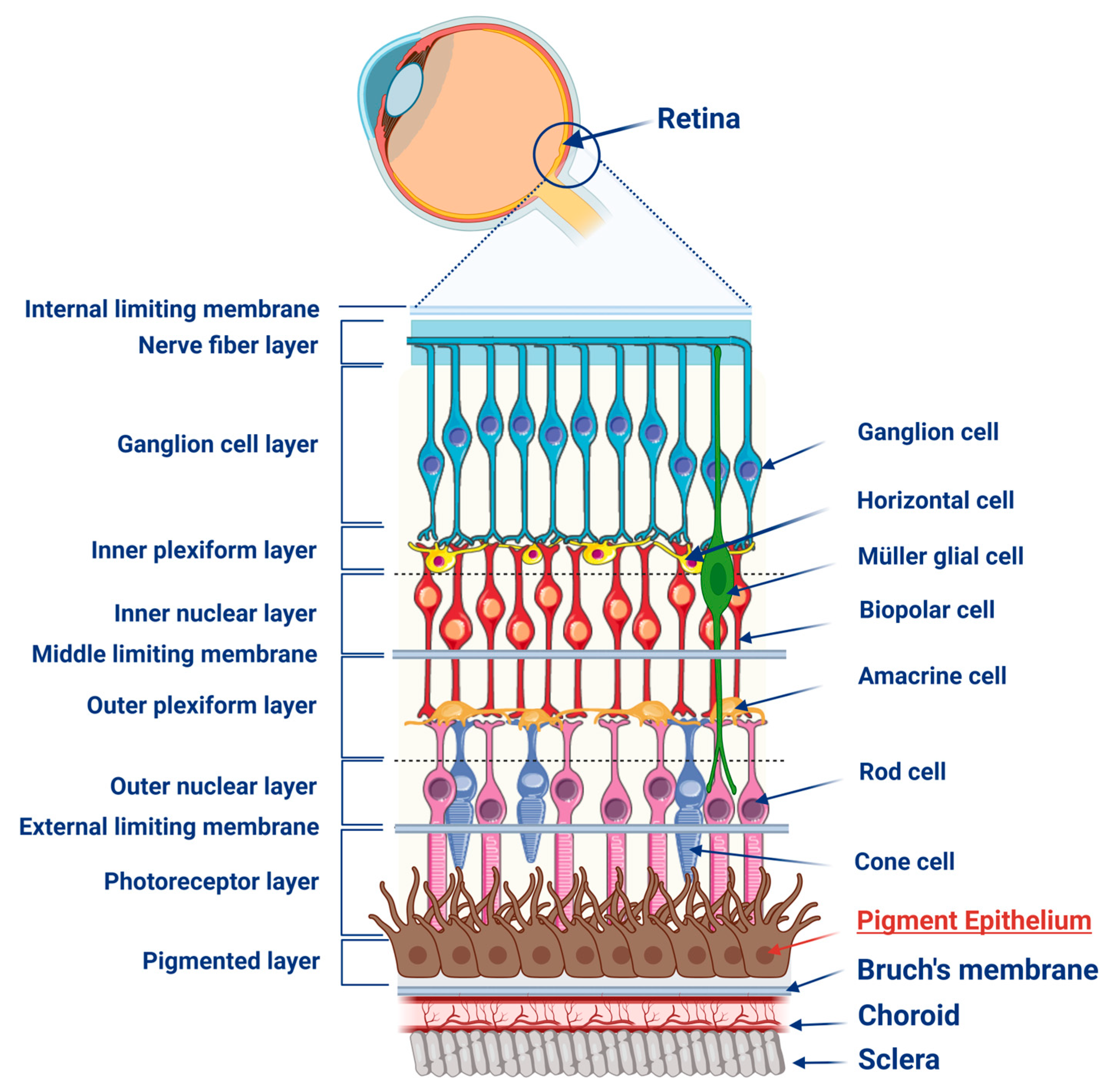 Pharmaceuticals 18 00554 g001