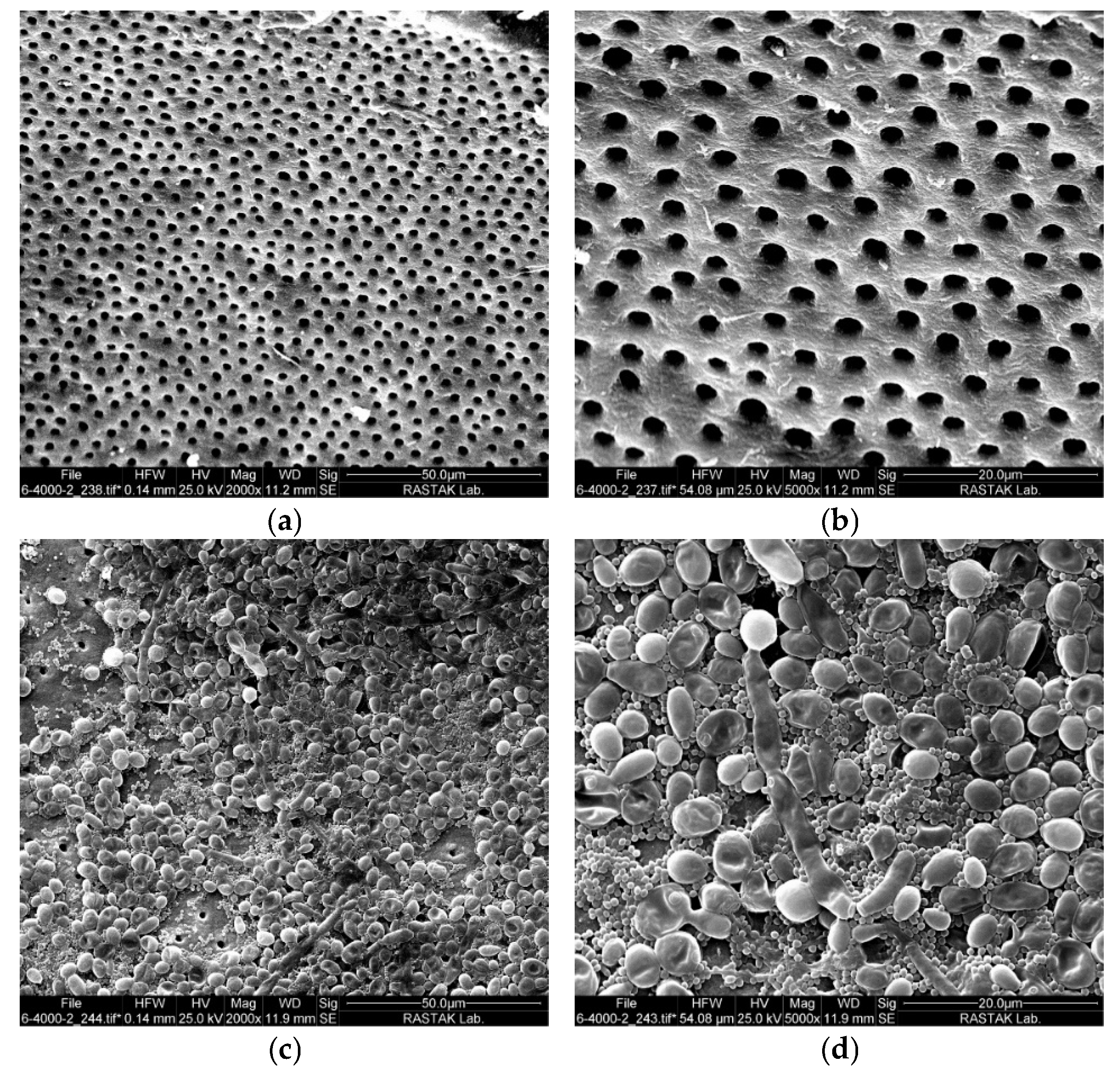 Pharmaceuticals 18 00558 g001