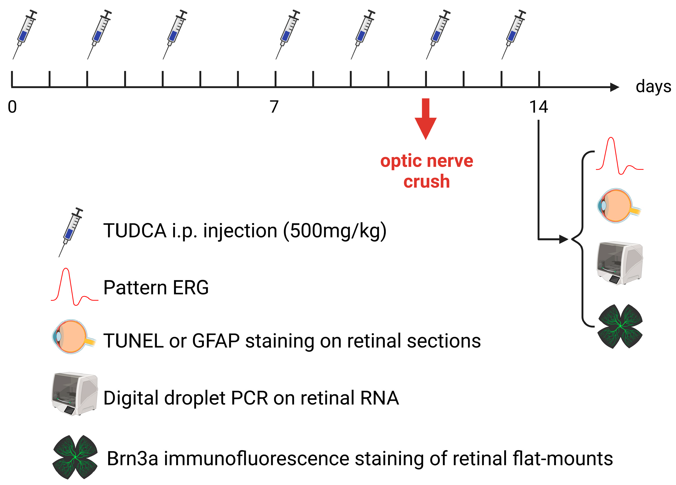 Pharmaceuticals 18 00569 g006