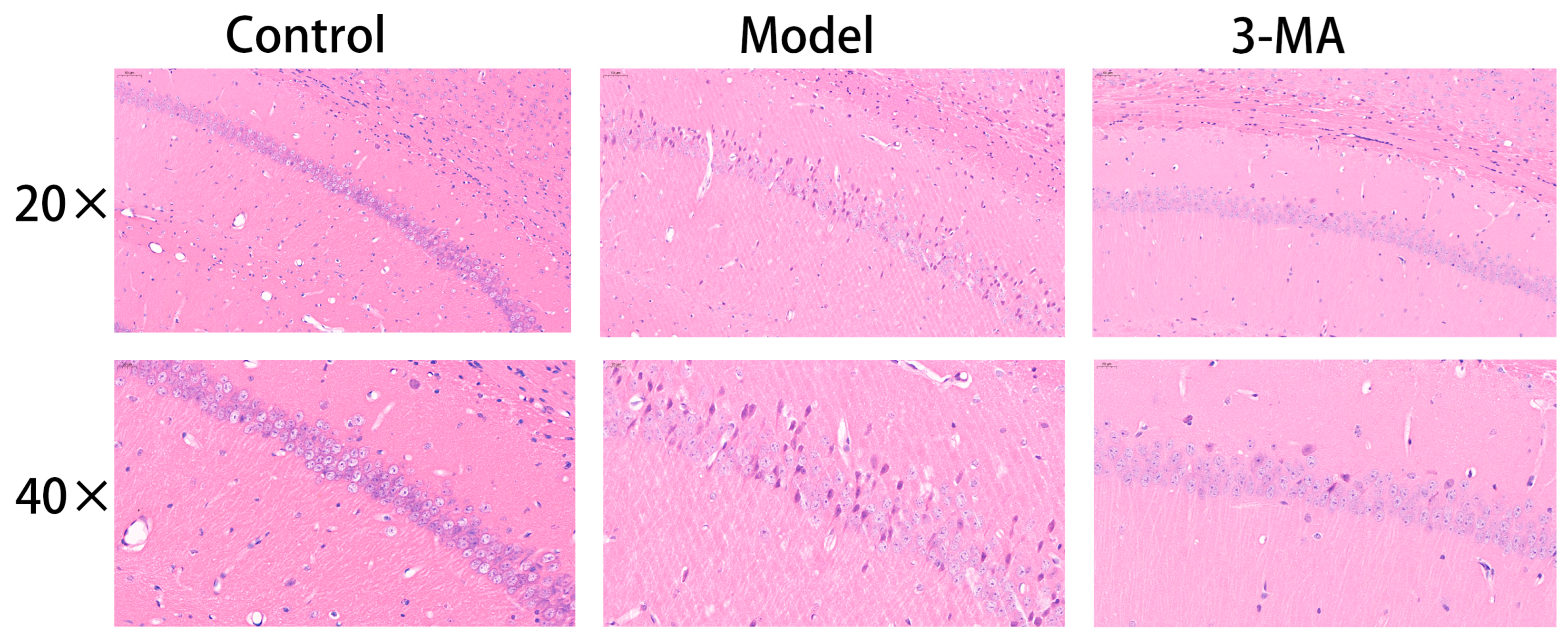 Pharmaceuticals 18 00605 g006