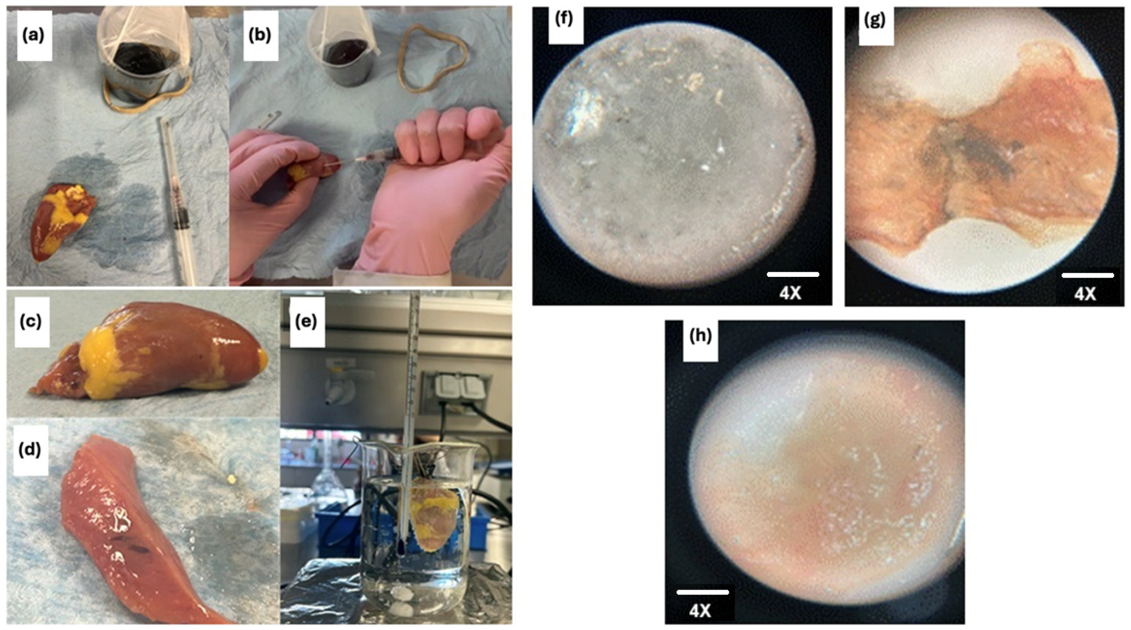 Pharmaceuticals 18 00616 g007