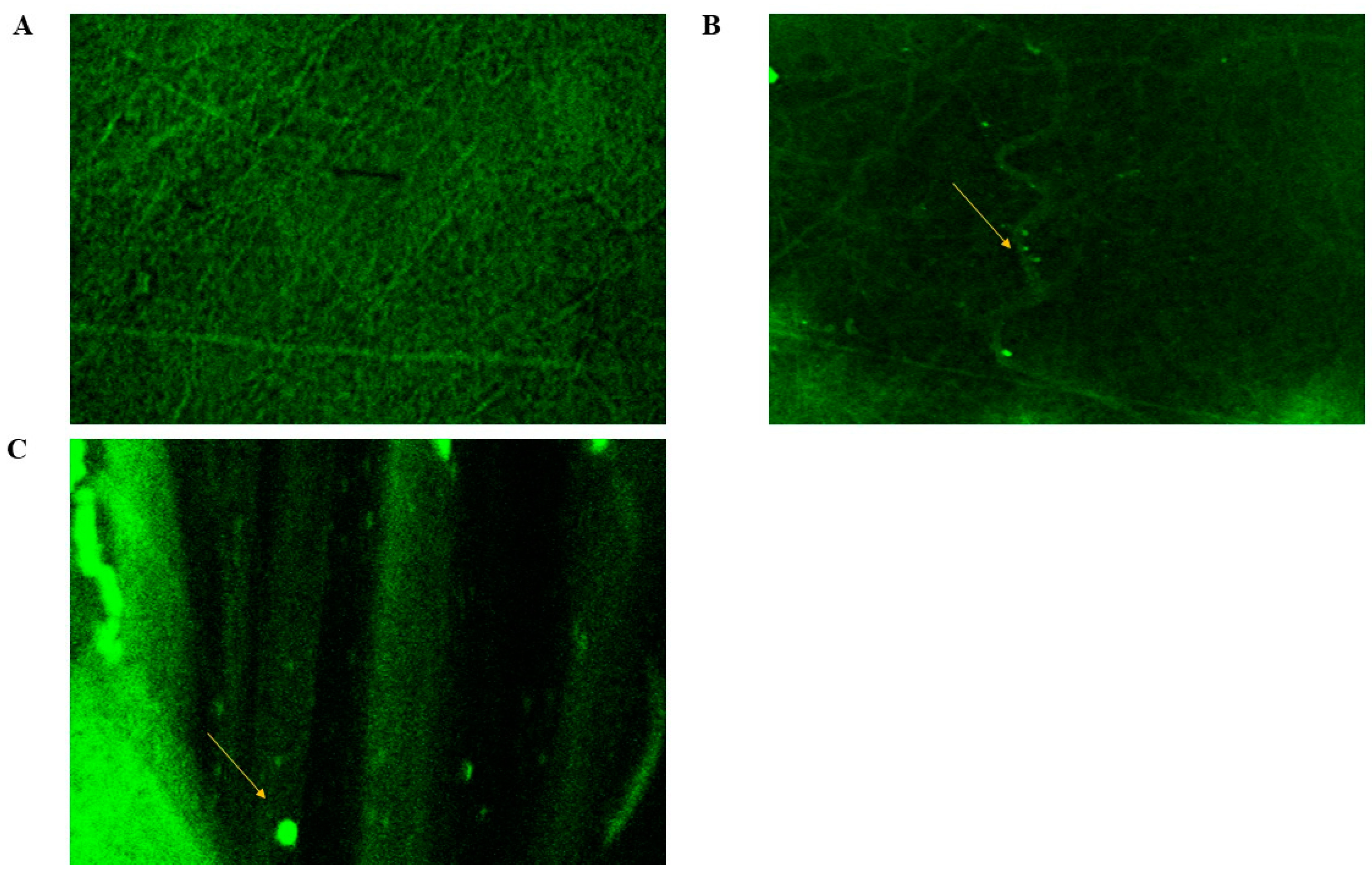 Pharmaceuticals 18 00633 g006
