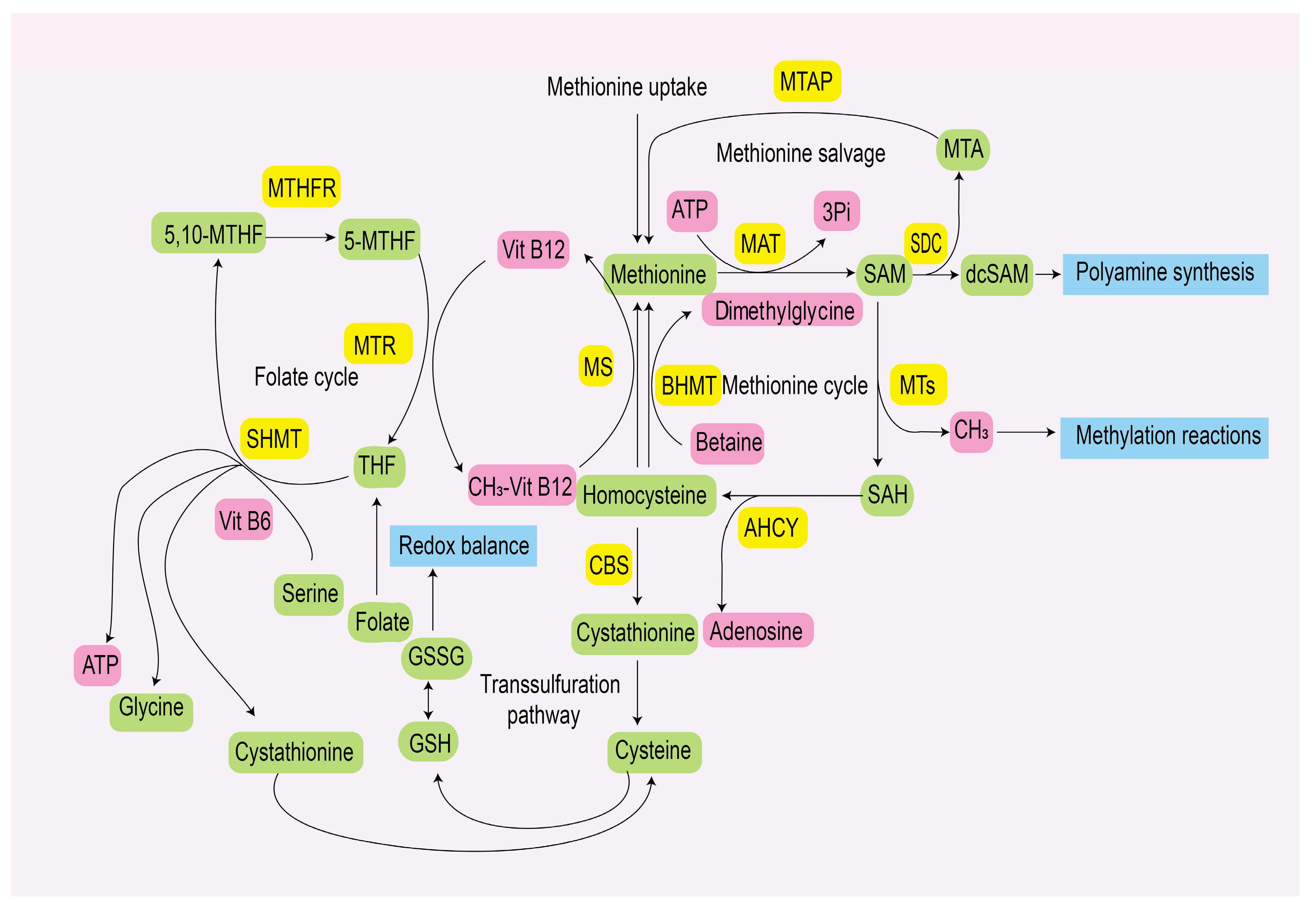 Pharmaceuticals 18 00640 g001