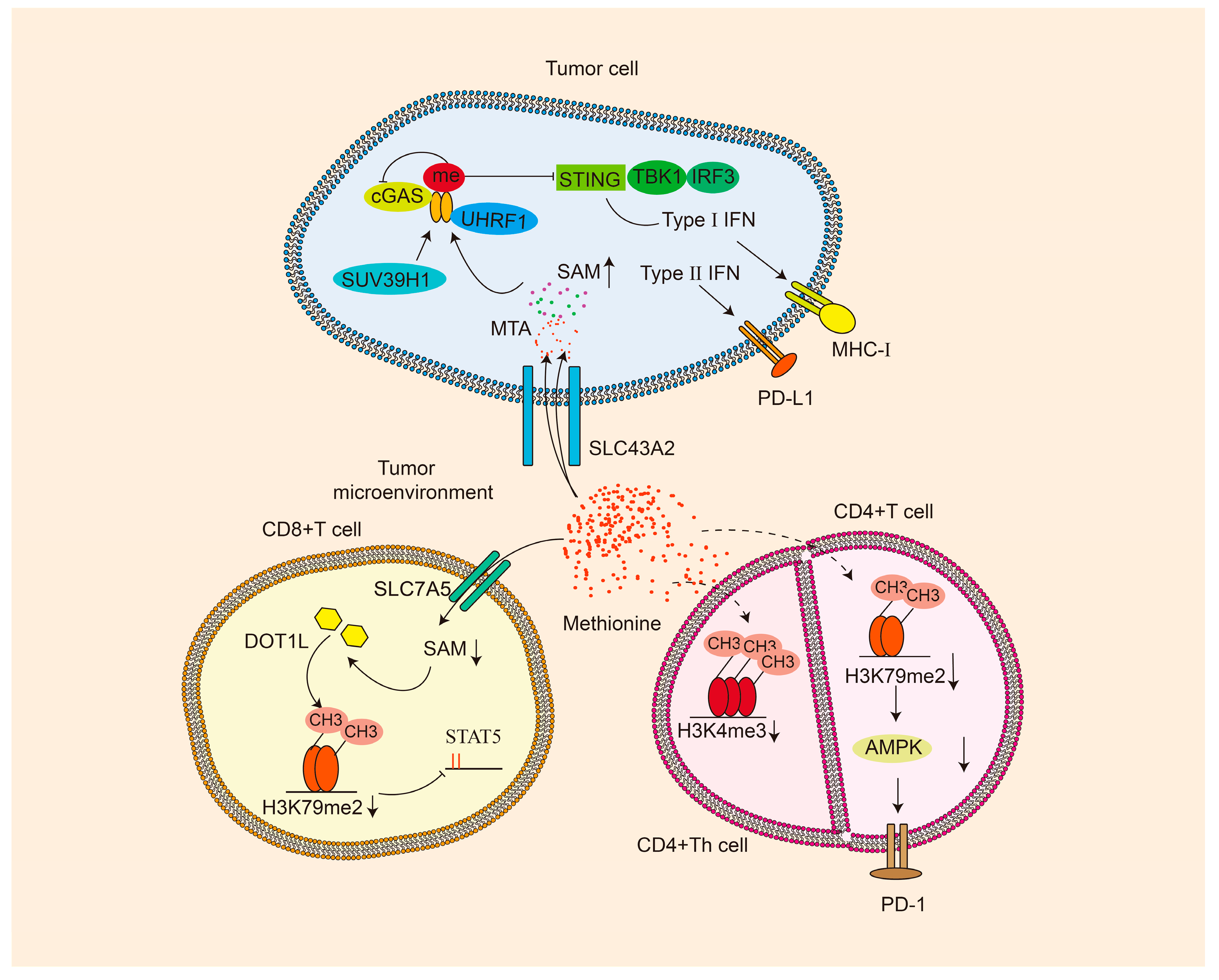 Pharmaceuticals 18 00640 g003