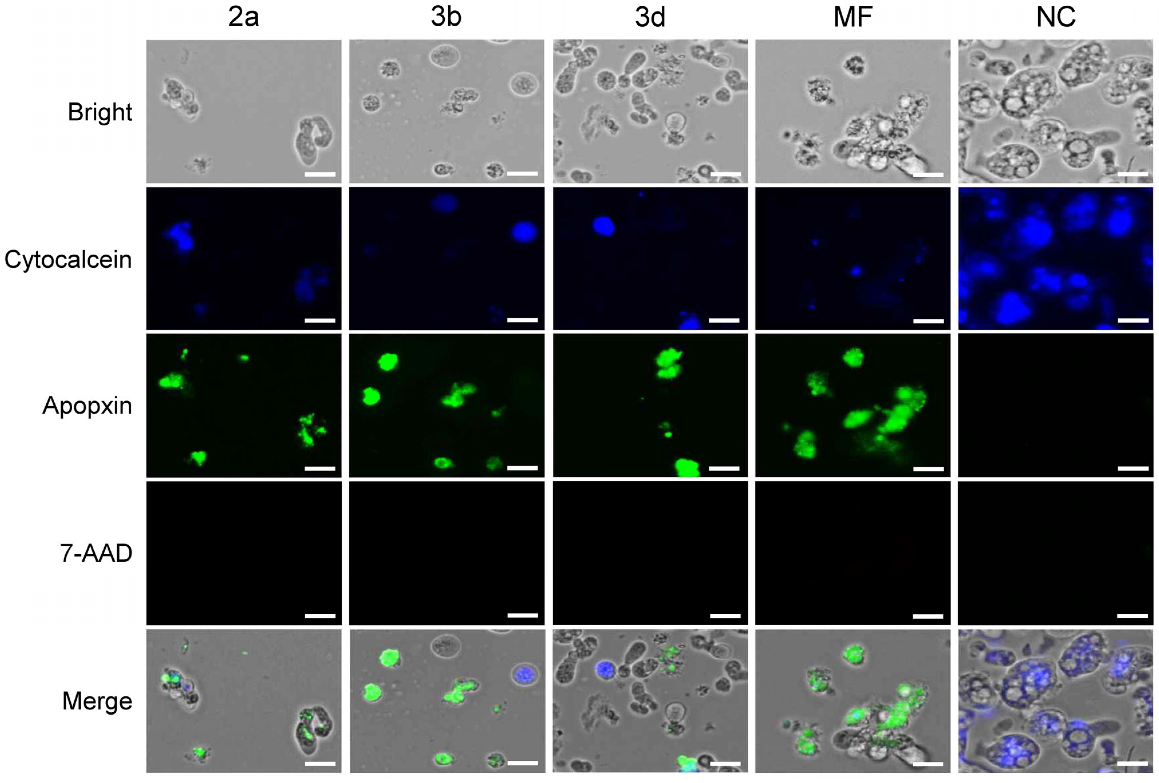 Pharmaceuticals 18 00984 g005