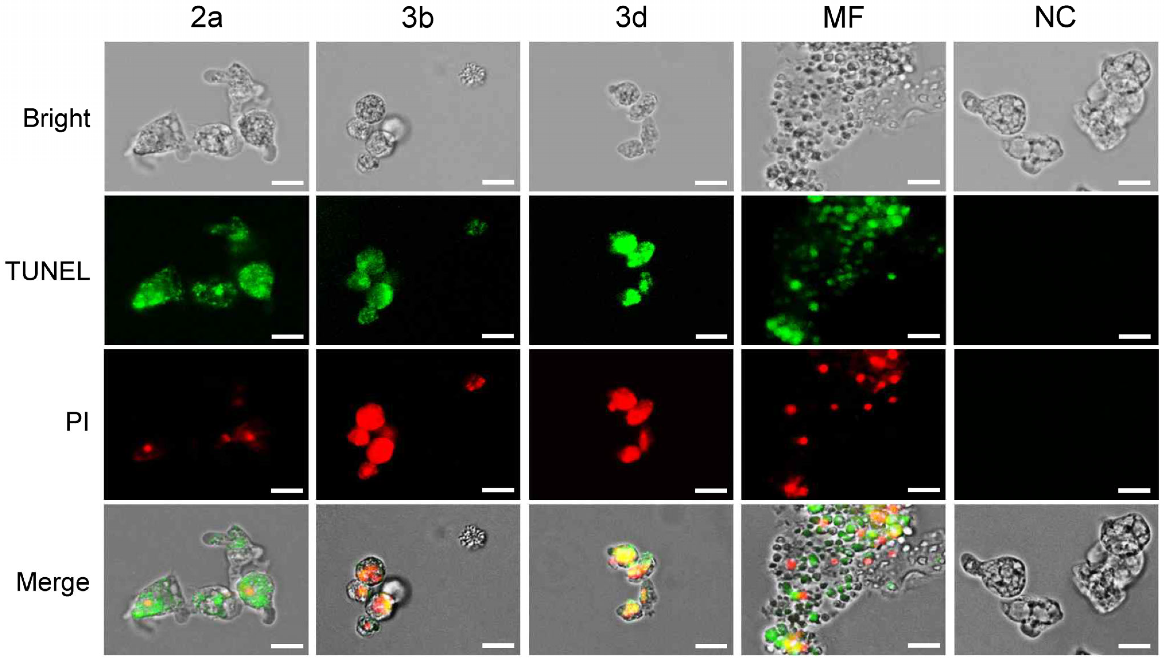 Pharmaceuticals 18 00984 g006
