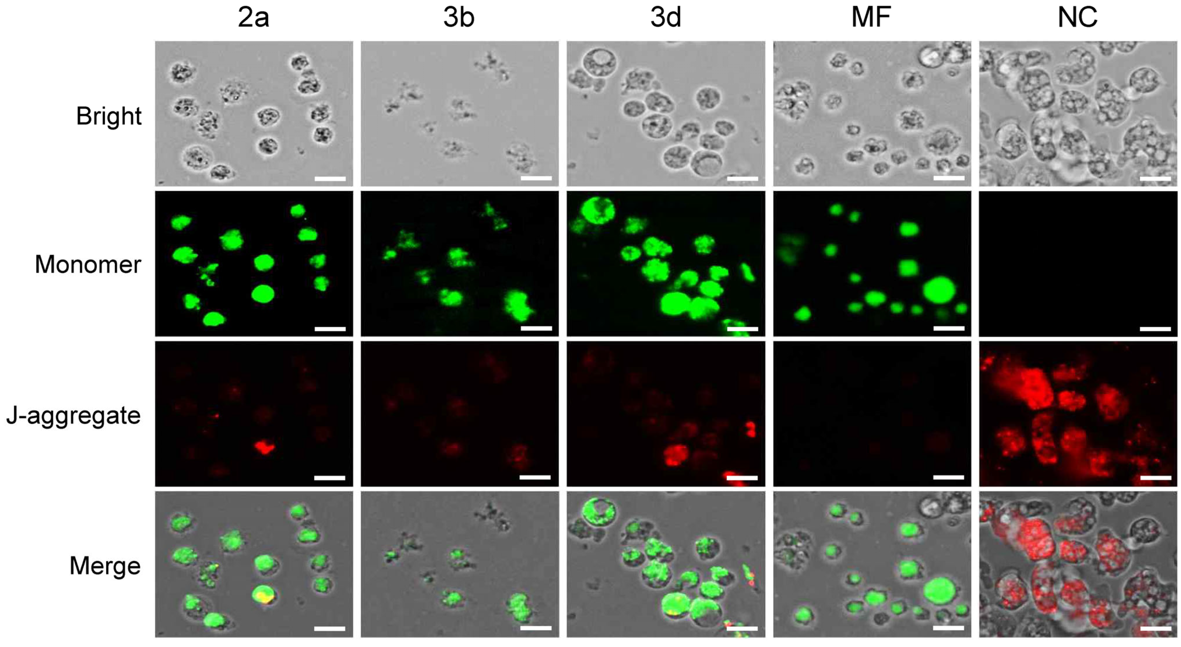 Pharmaceuticals 18 00984 g007