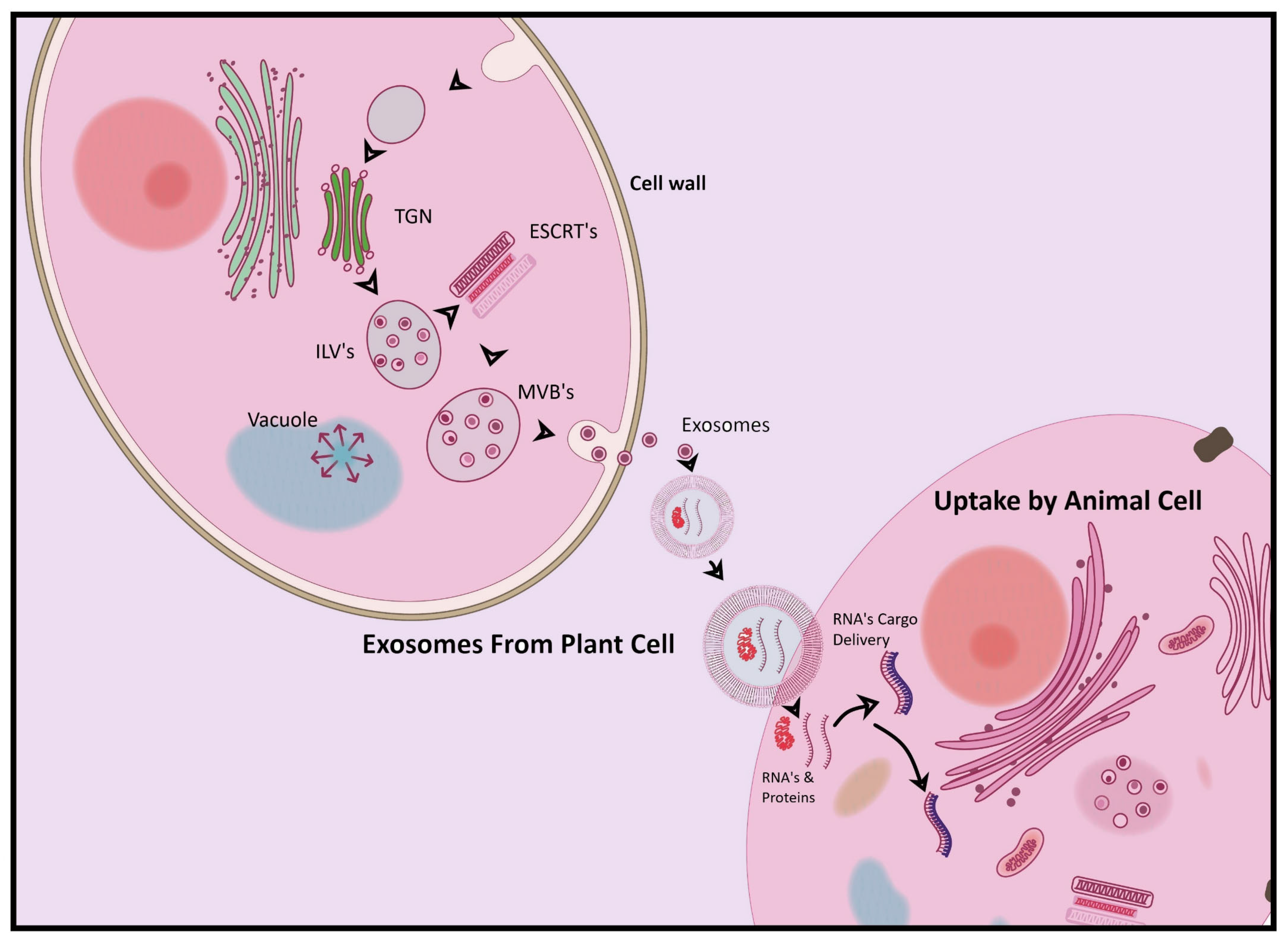 Pharmaceuticals 18 01005 g007