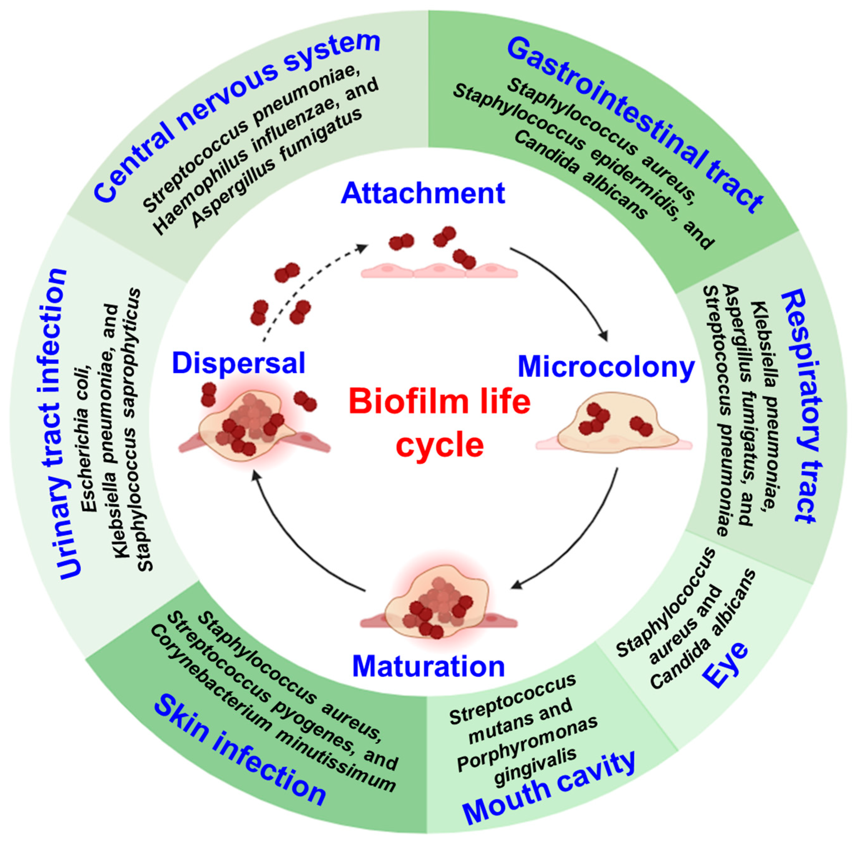 Pharmaceuticals 18 01006 g001