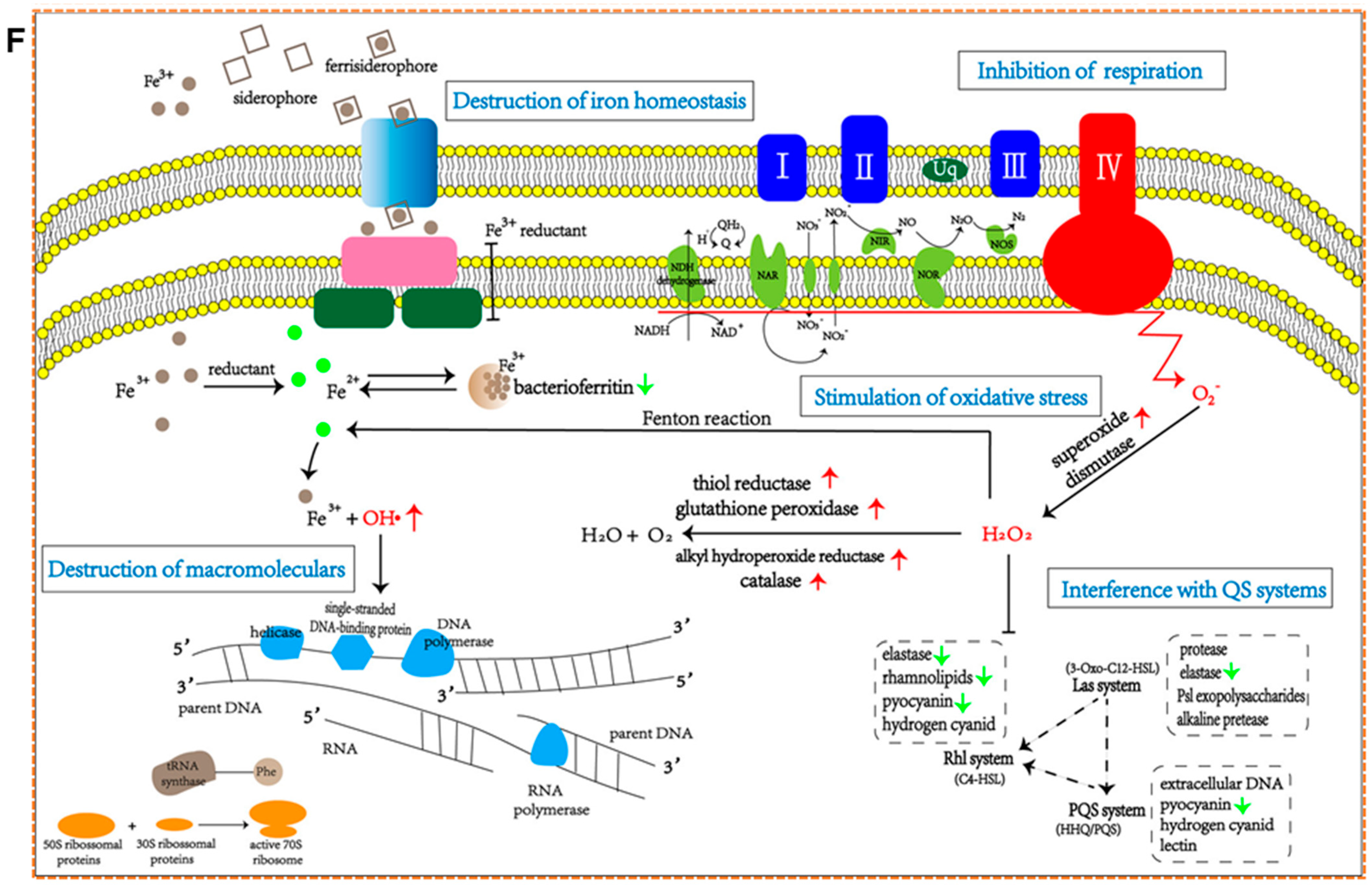 Pharmaceuticals 18 01006 g003b