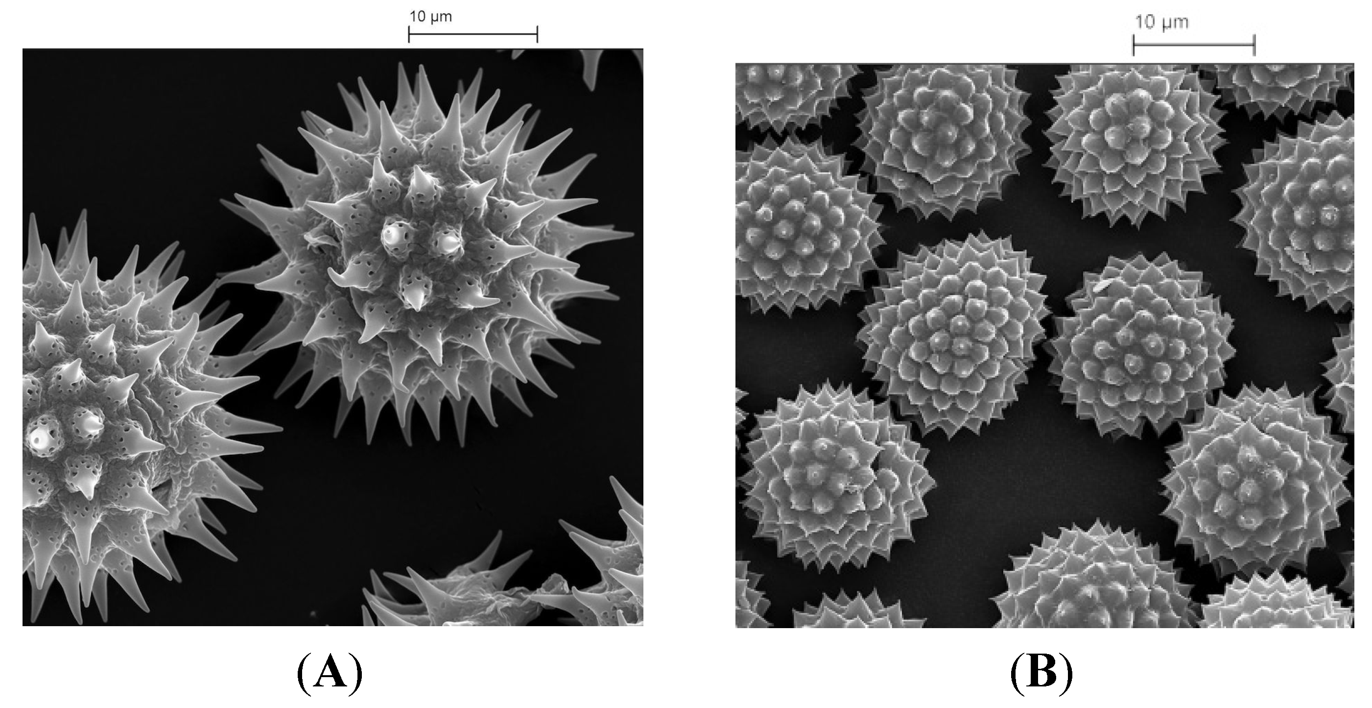 Pharmaceutics | Free Full-Text | Hollow Pollen Shells to Enhance Drug  Delivery | HTML