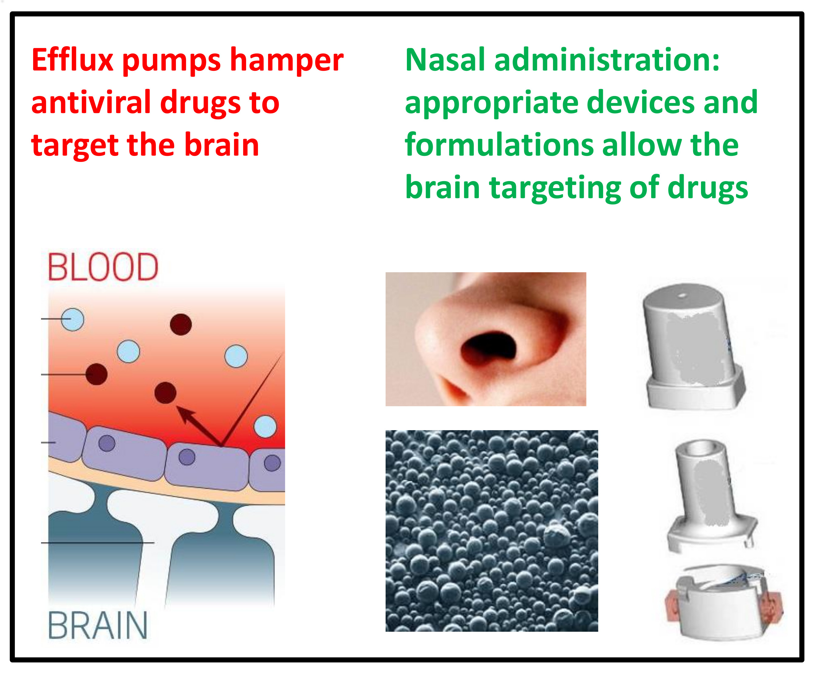 Pharmaceutics Free Full Text Nose To Brain Delivery Of Antiviral Drugs A Way To Overcome
