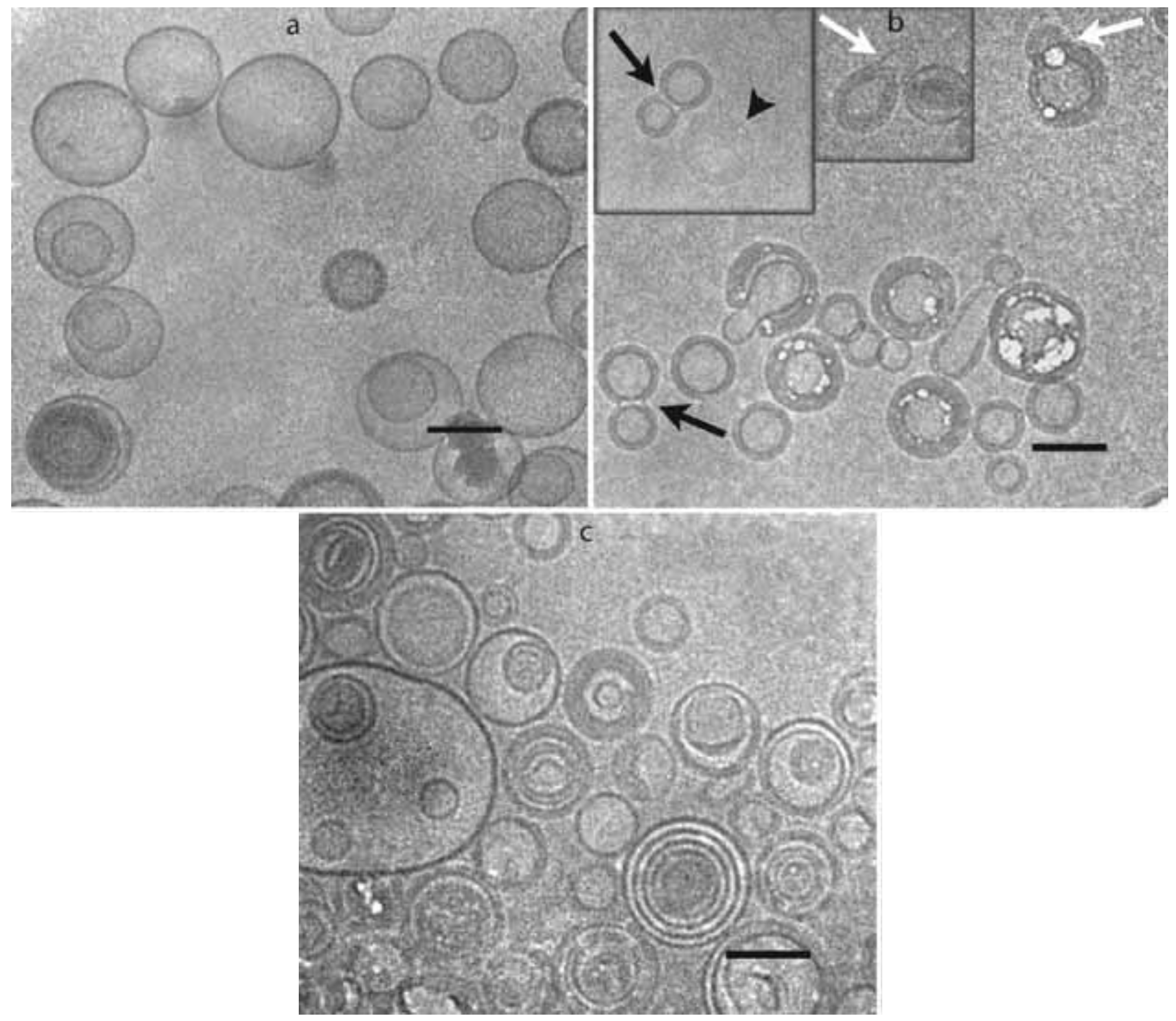 Pharmaceutics 10 00139 g003