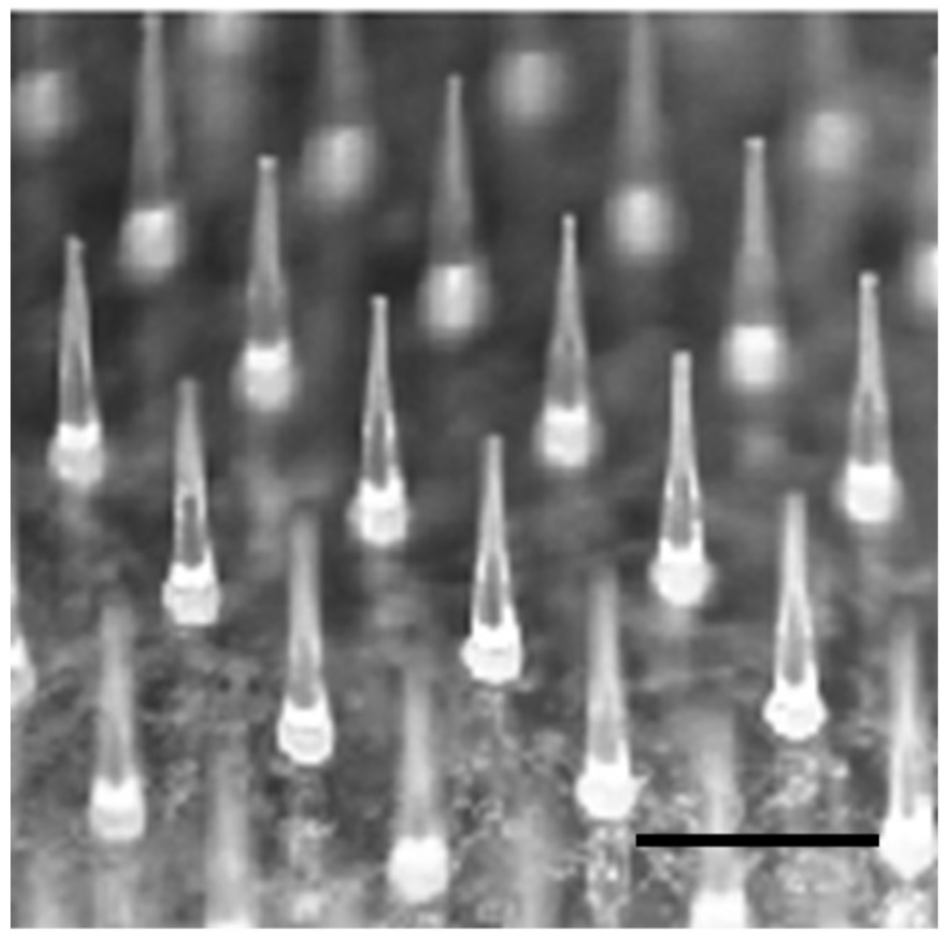 Pharmaceutics 10 00215 g001