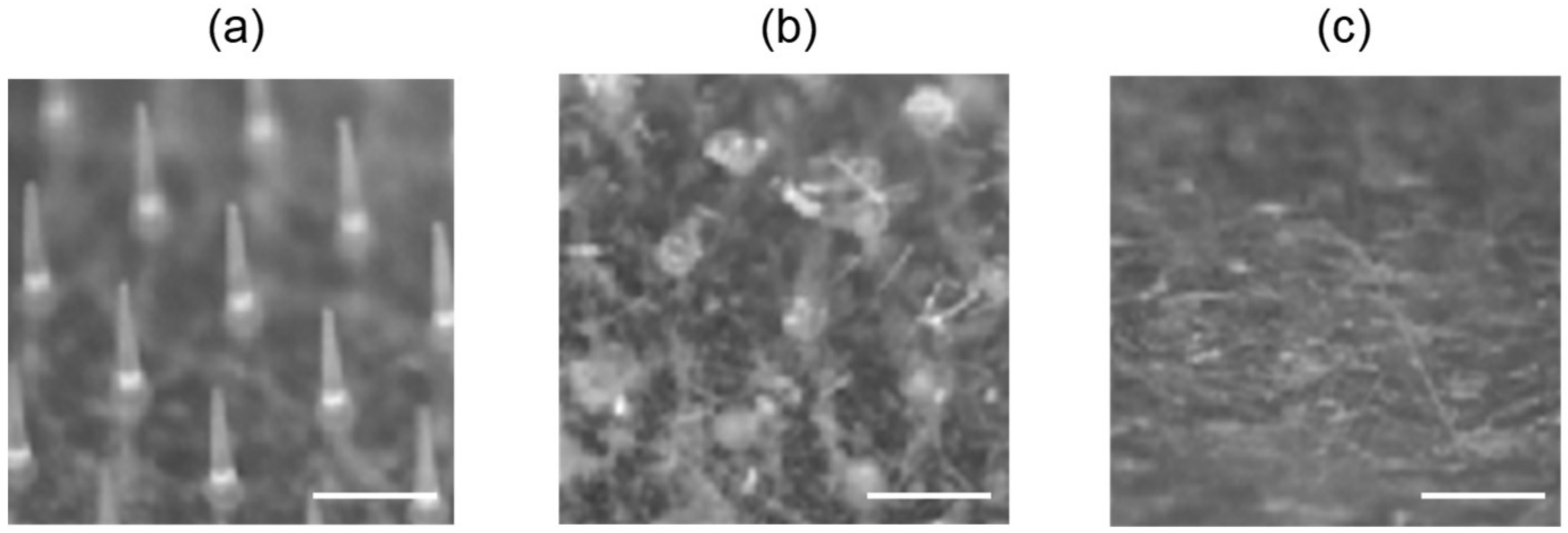 Pharmaceutics 10 00215 g005