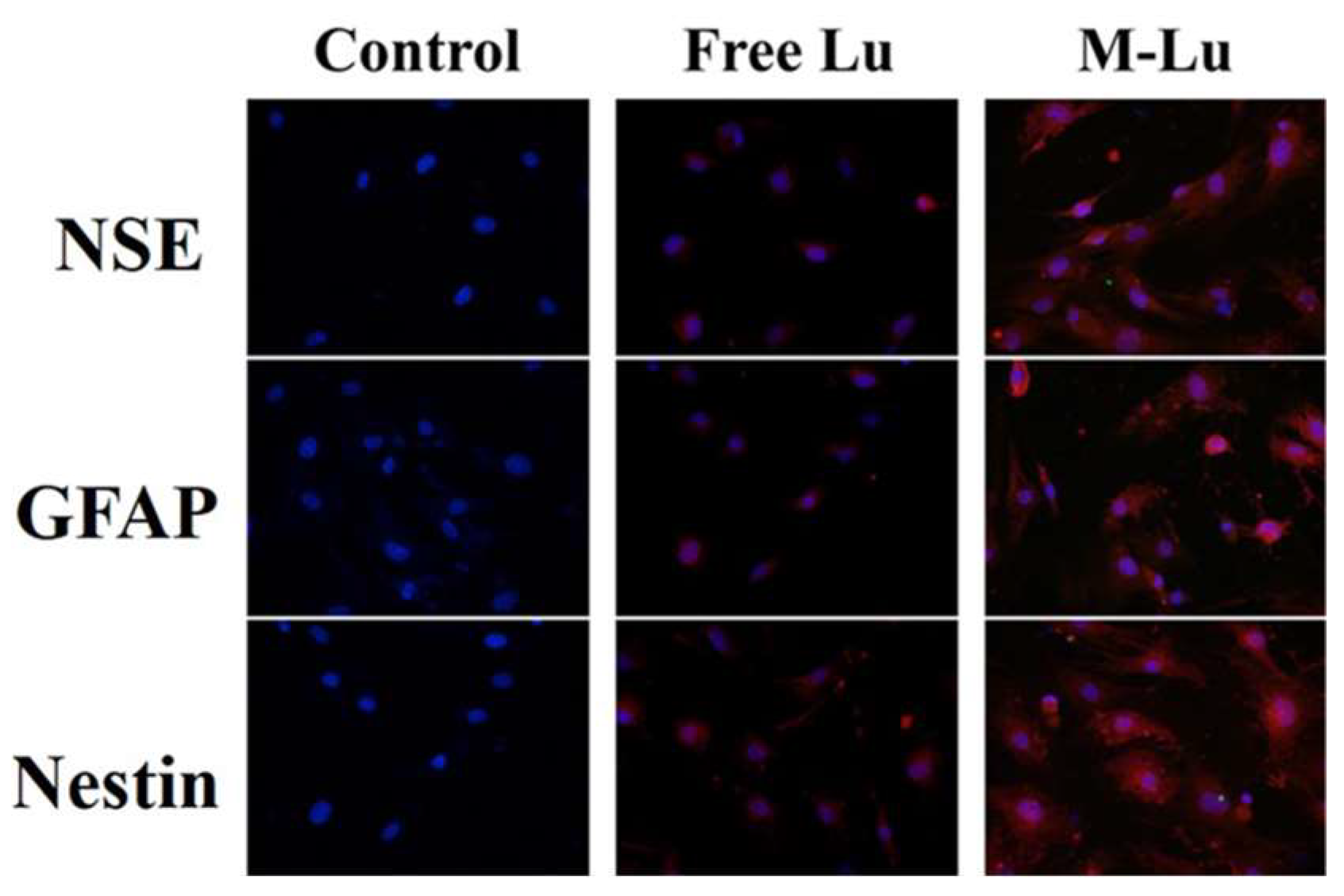 Pharmaceutics 10 00248 g005