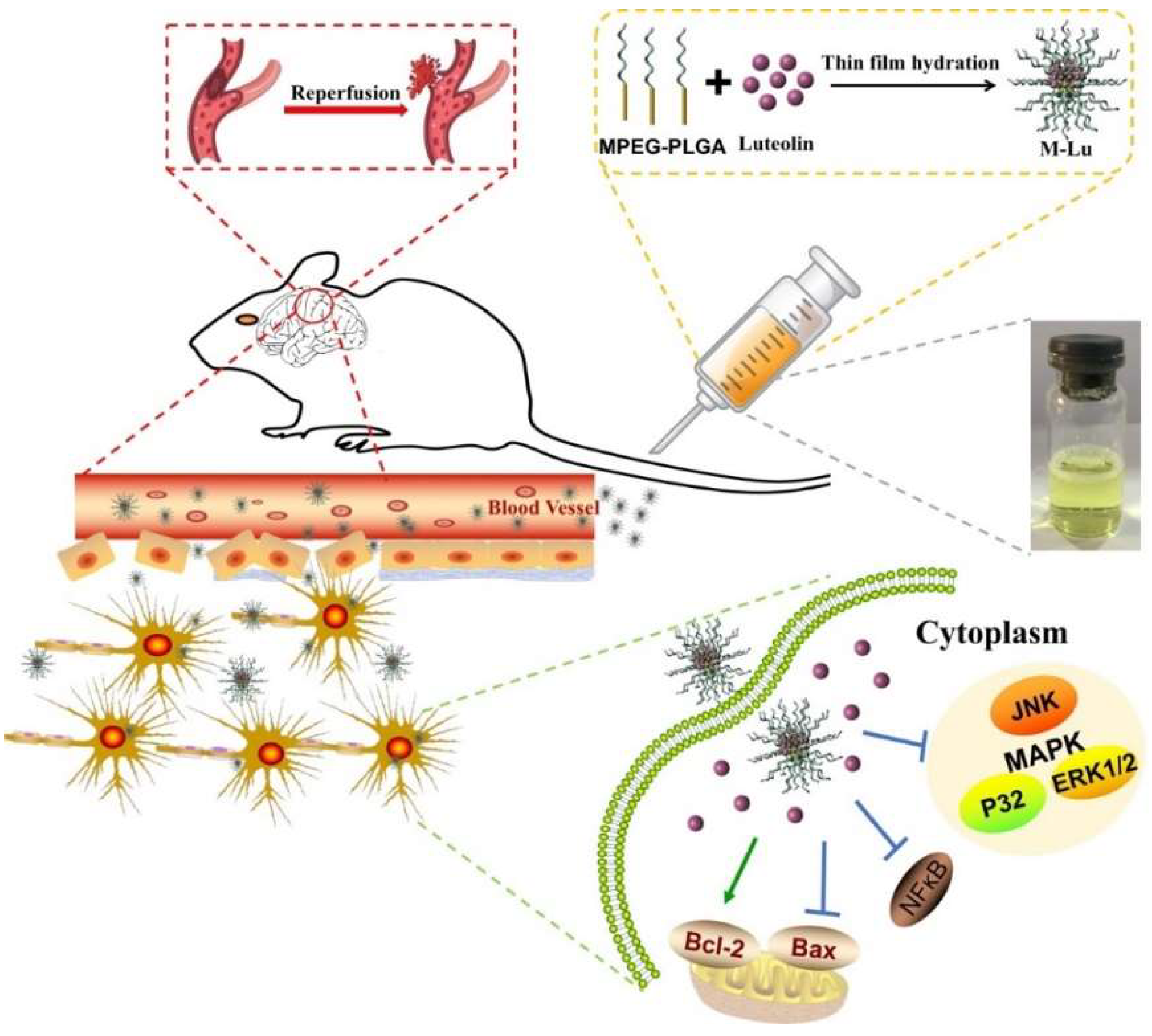 Pharmaceutics 10 00248 sch001
