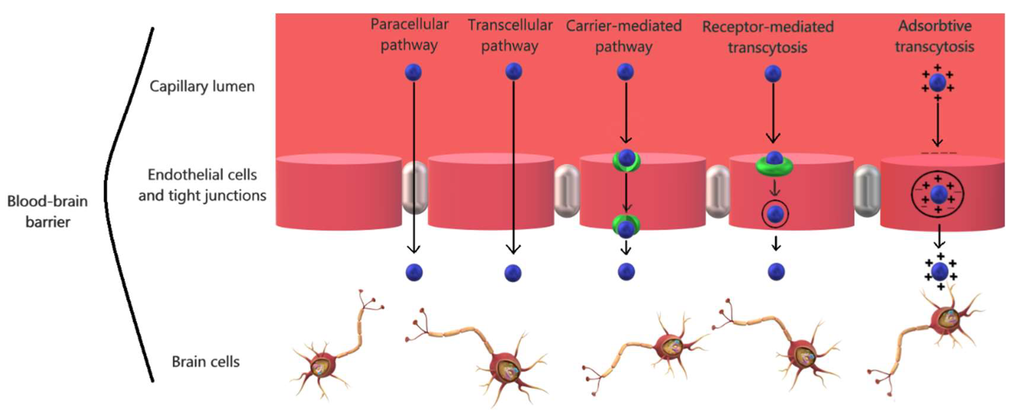 Pharmaceutics 10 00269 g002