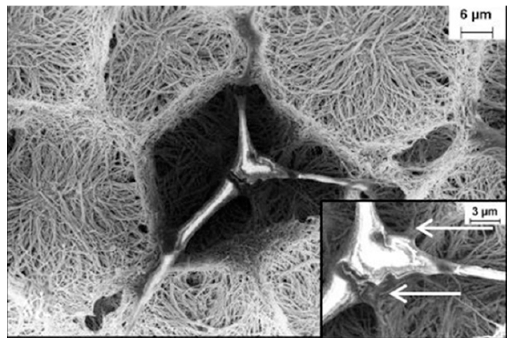 Pharmaceutics 11 00294 g007