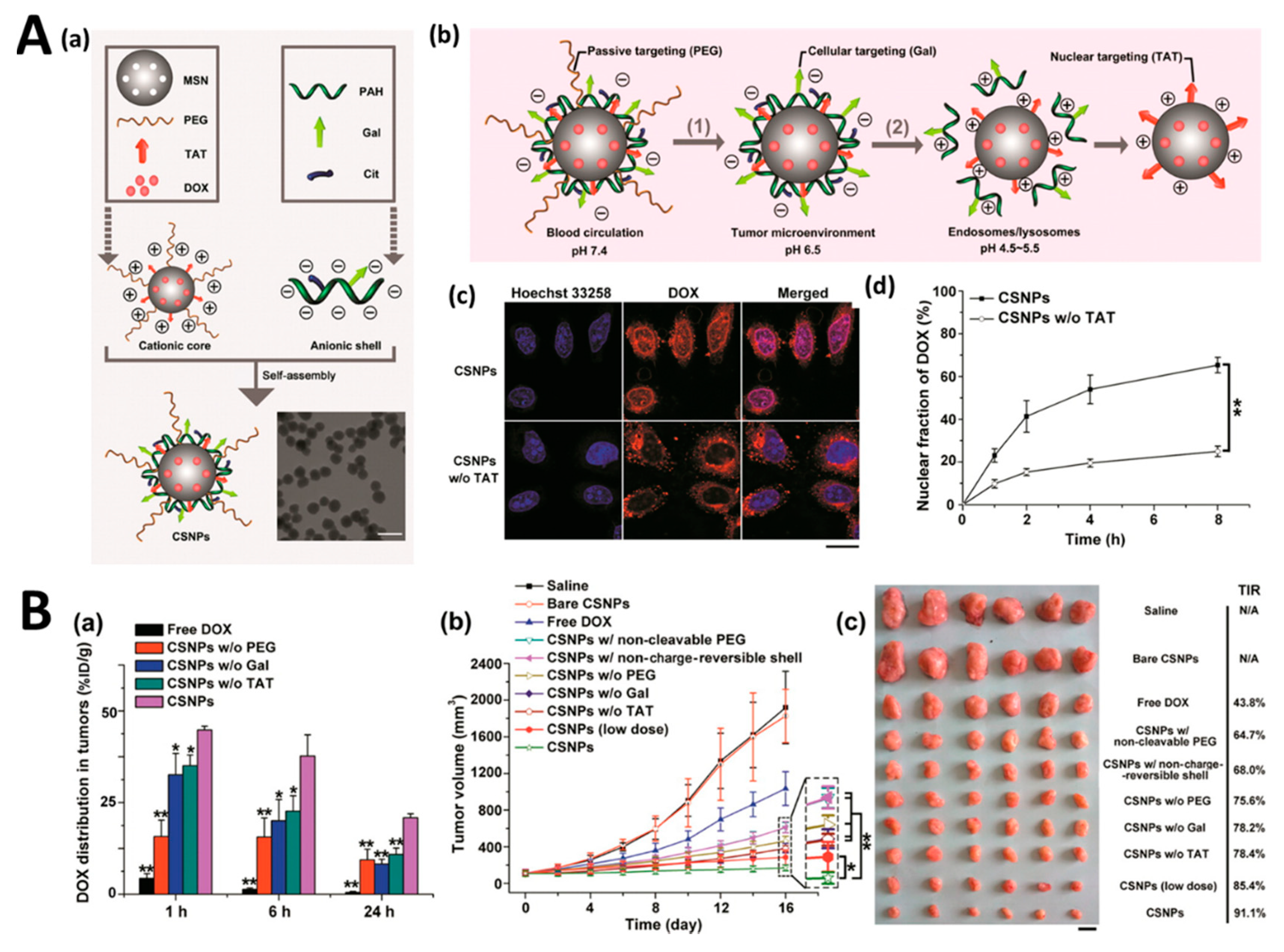 Pharmaceutics 11 00543 g004 Pharmaceutics 11 00543 g004