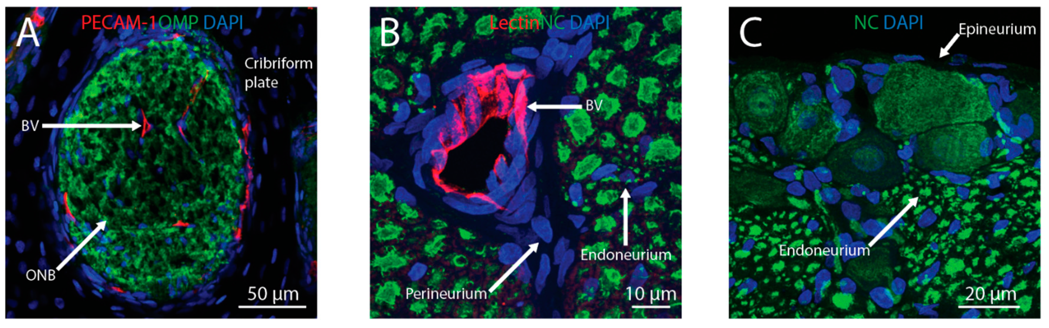 Pharmaceutics 11 00598 g002