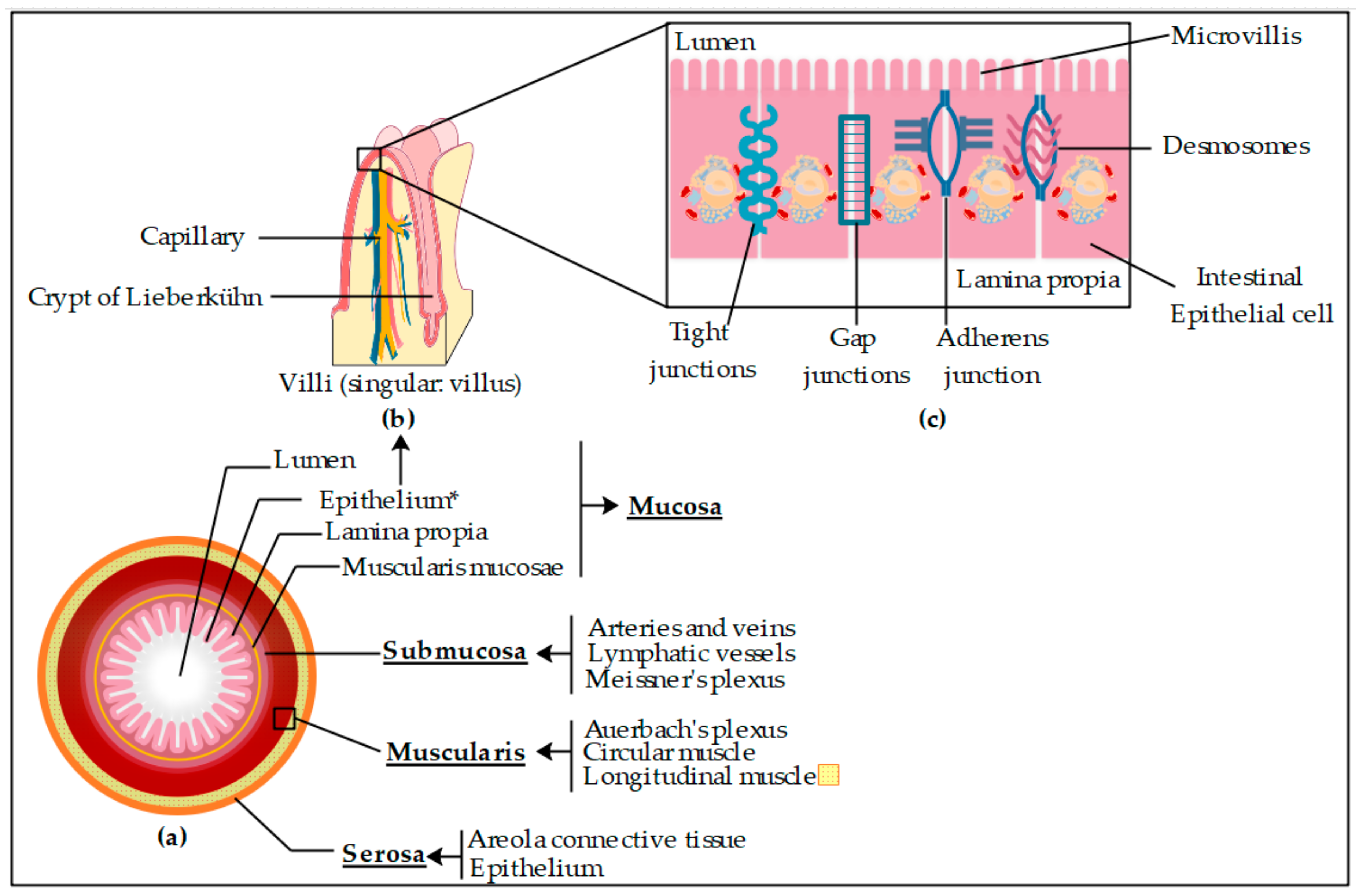 Pharmaceutics 11 00638 g002