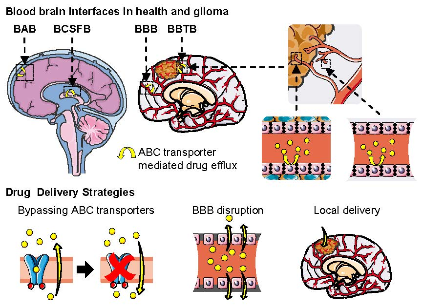 Pharmaceutics | Free Full-Text | ABC Transporters at the Blood–Brain  Interfaces, Their Study Models, and Drug Delivery Implications in Gliomas |  HTML