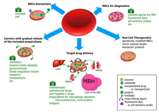 Pharmaceutics Free Full Text Erythrocytes As Carriers From Drug Delivery To Biosensors Html