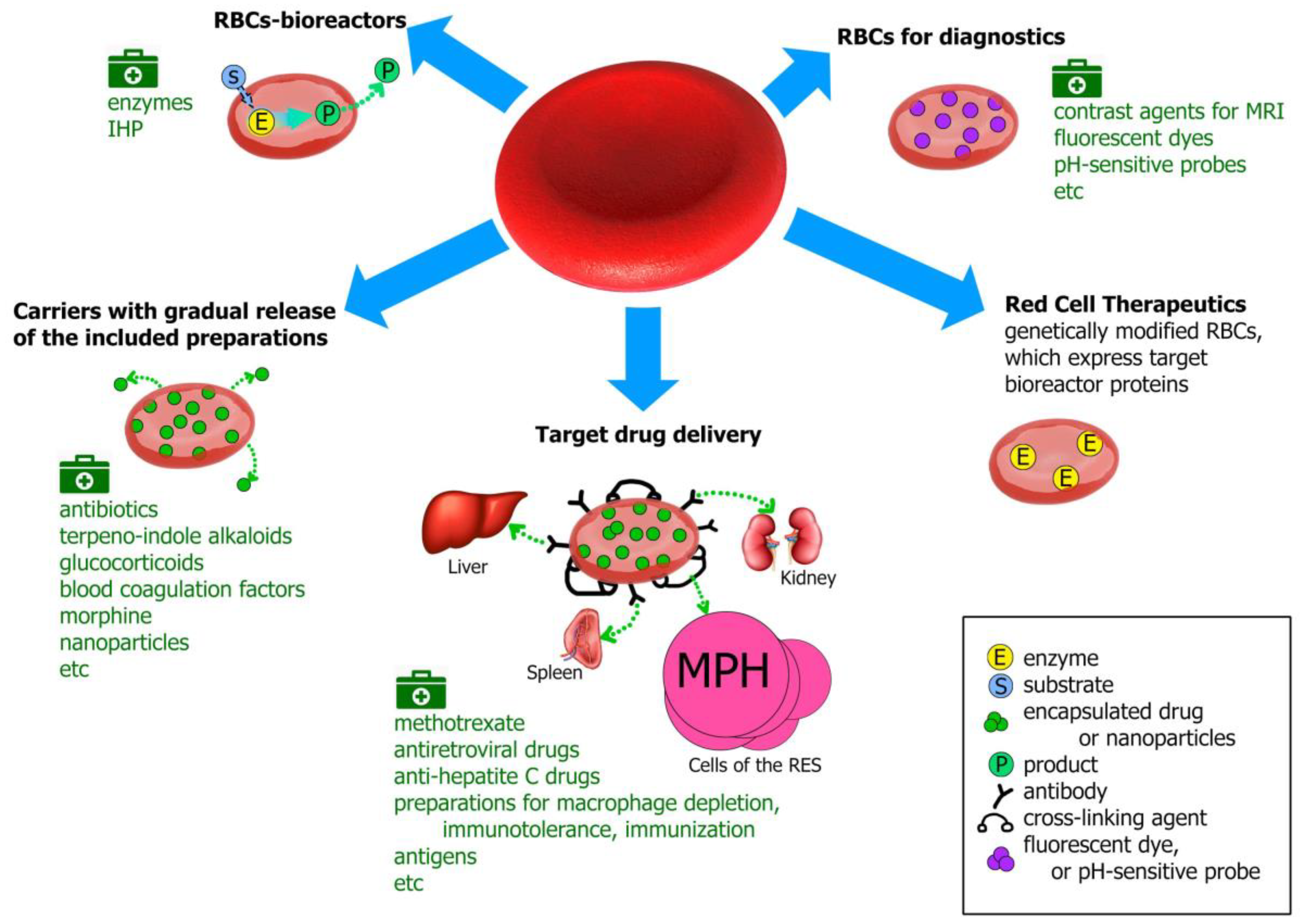 Pharmaceutics | Free Full-Text | Erythrocytes as Carriers: From Drug  Delivery to Biosensors