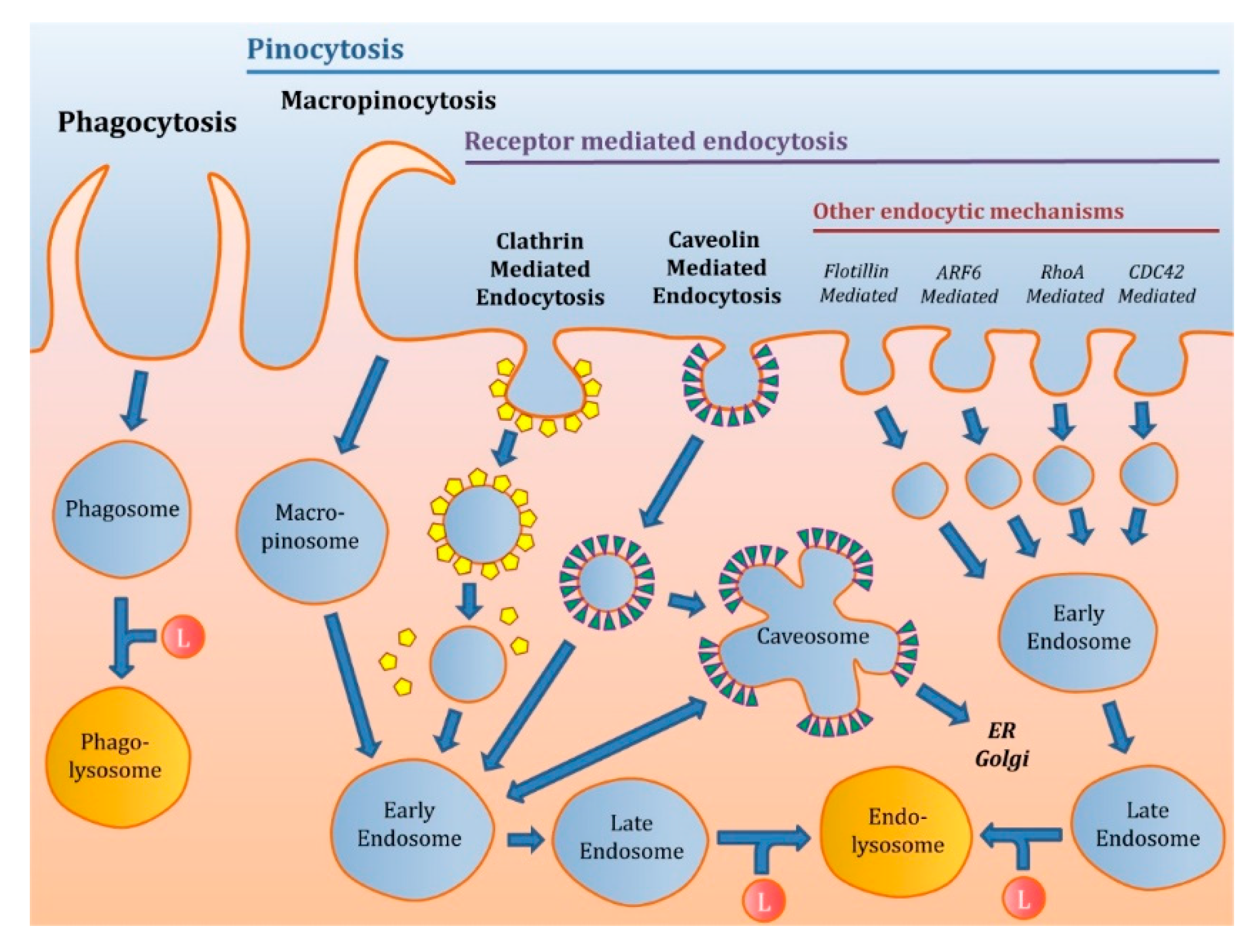 Jemand Tempo Cowboy Endocytosis Mechanism Formation Donau Gemeinden