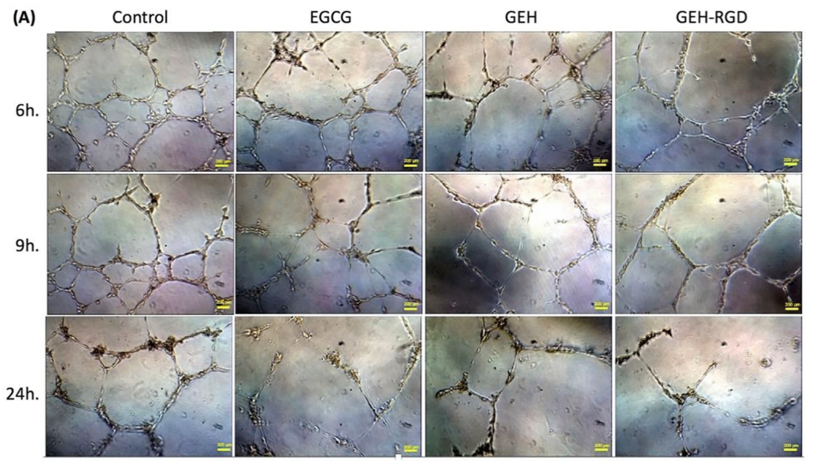 Pharmaceutics 12 00404 g002a