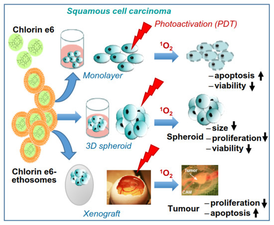 Pharmaceutics  Free FullText  A Naturally Derived Carrier for