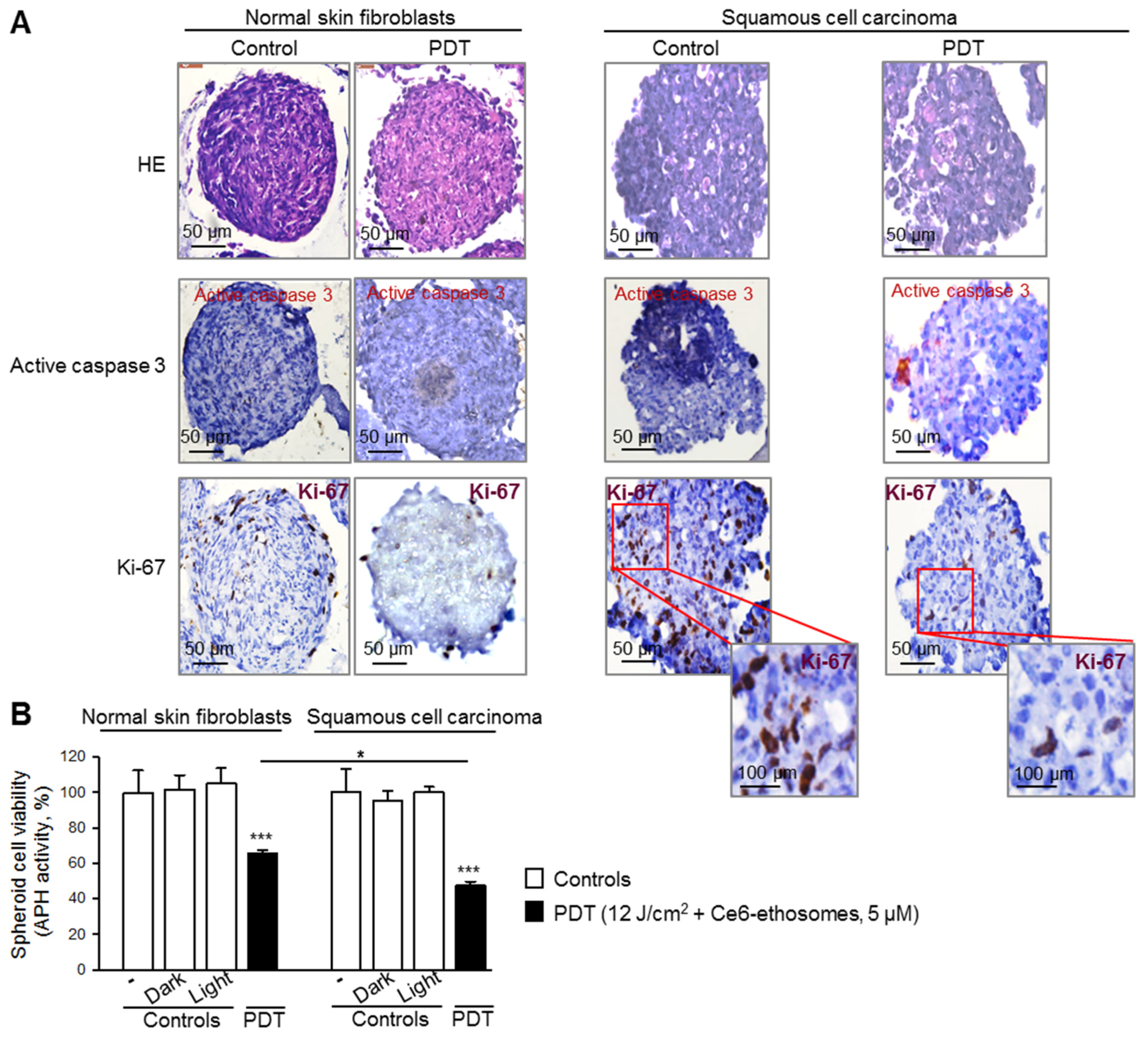 Pharmaceutics 12 00494 g005