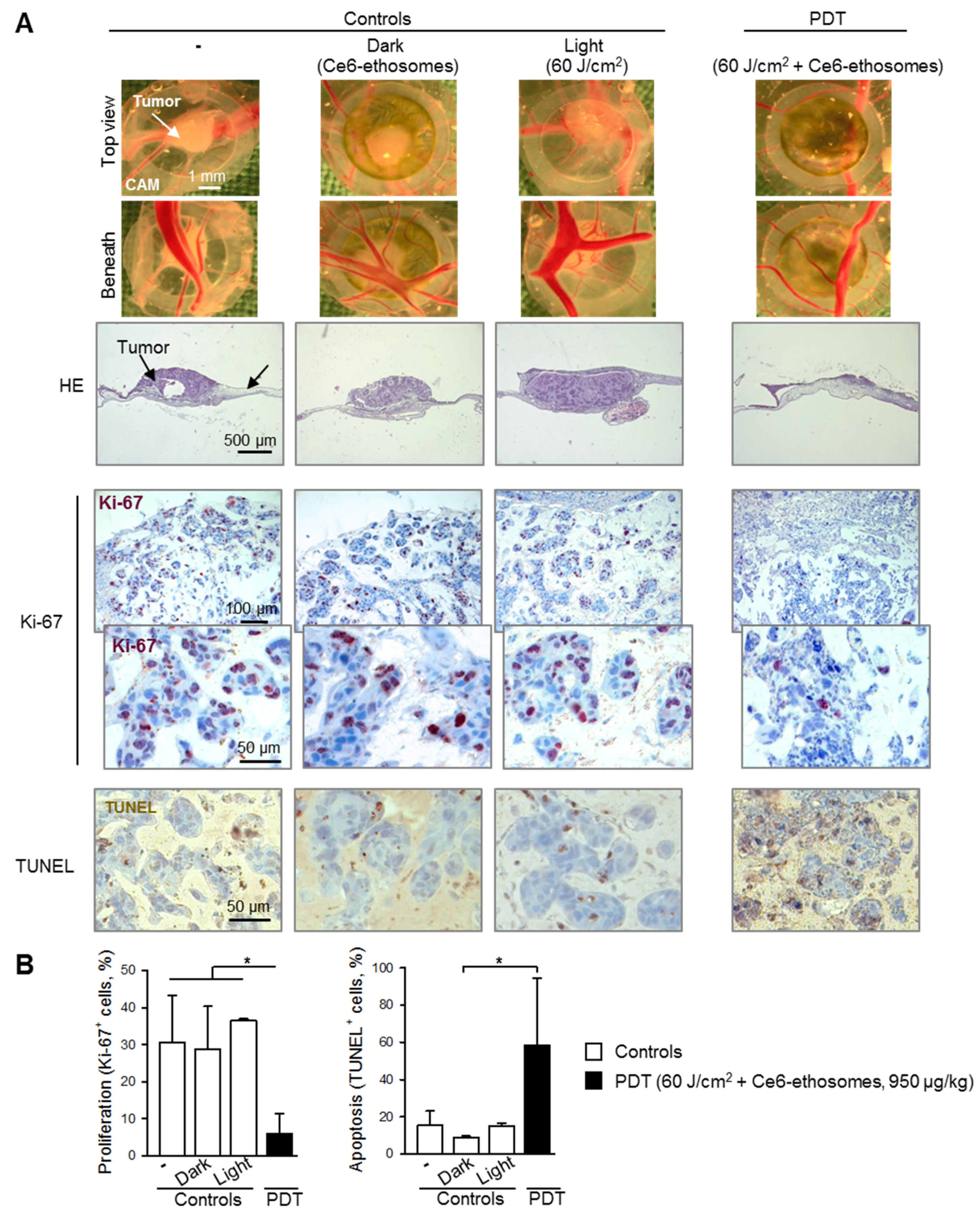 Pharmaceutics 12 00494 g006