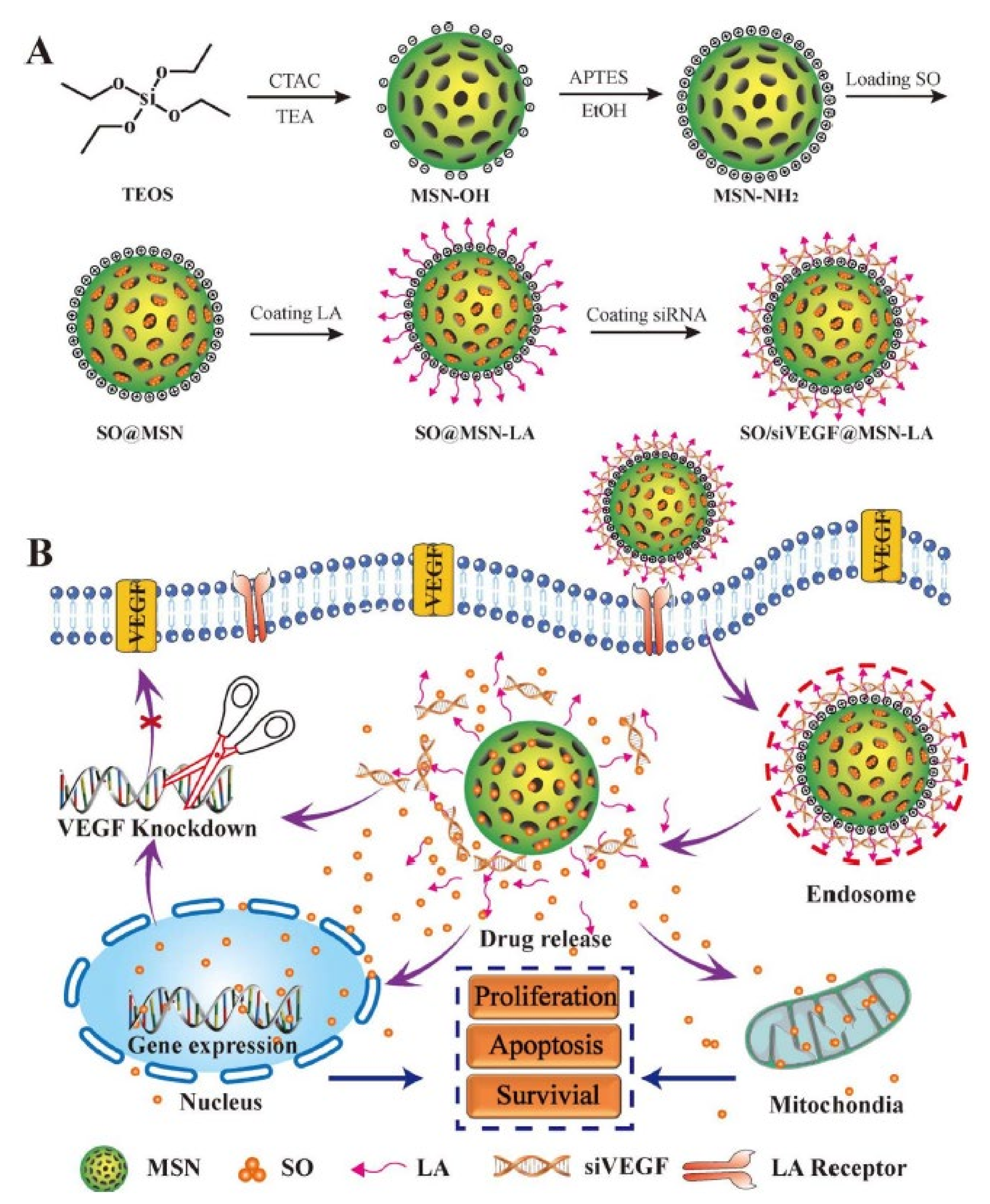 Co load. Ингибиторы тирозиназы в косметике. Vascular endothelial growth Factor a (VEGFA). Механизм работы Sirna в клетках растений и животных. Mesoporous Silica Nanoparticles Design.