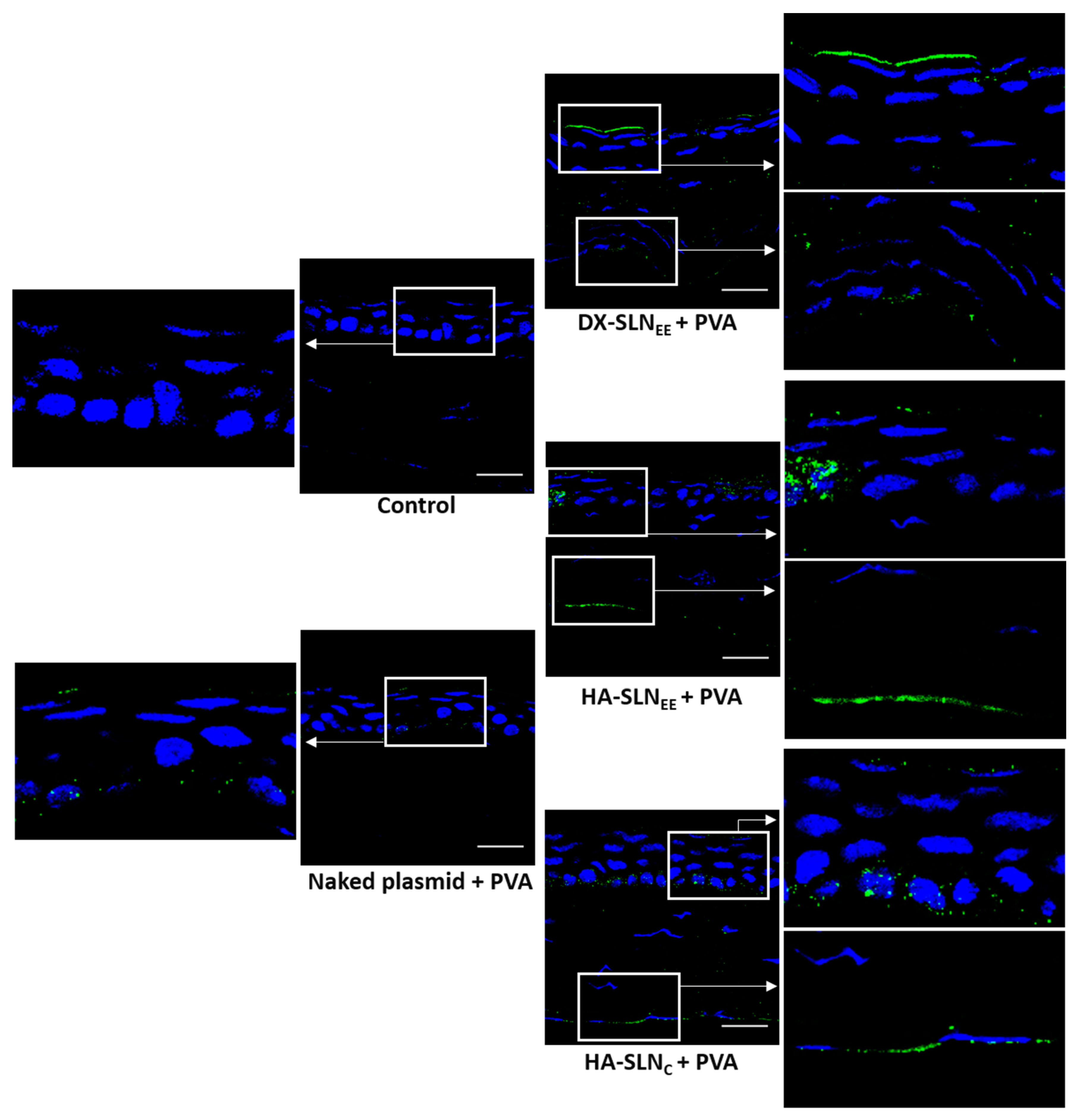 Pharmaceutics 12 00584 g008 Pharmaceutics 12 00584 g008