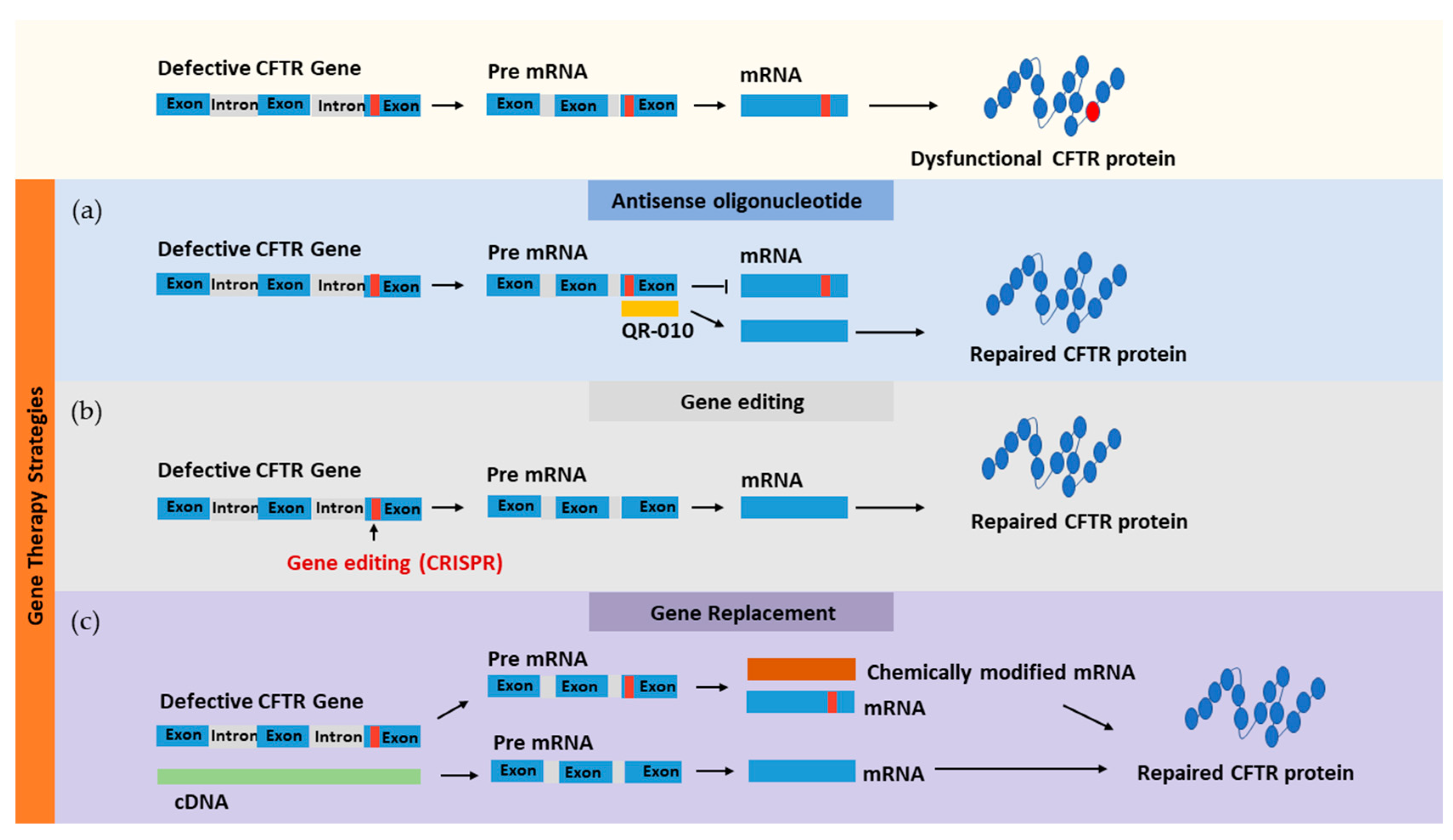 Четыре ген. Антисенс терапия. Gene под. Zenofae Gene. Gene подики.