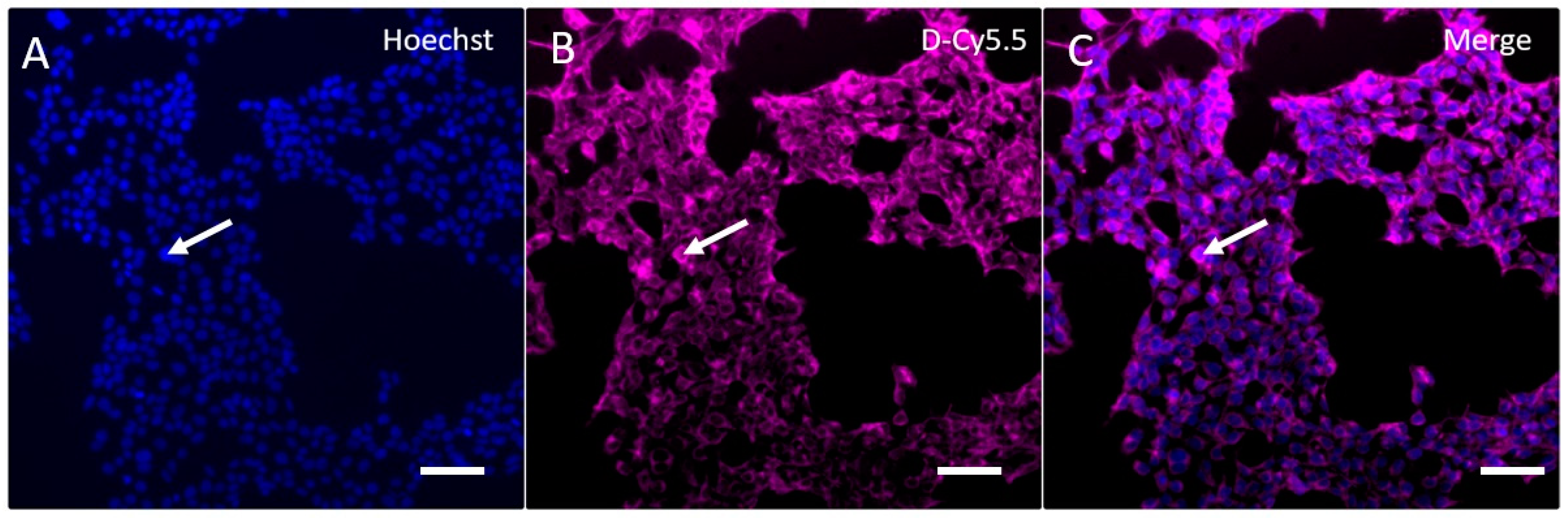 Pharmaceutics 12 00619 g008