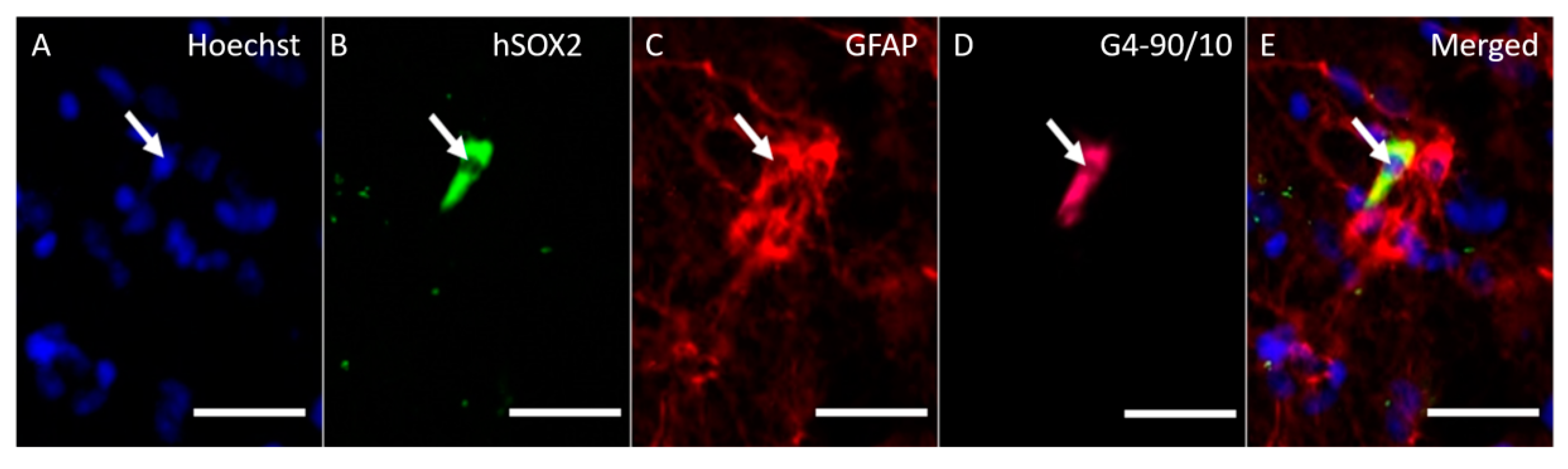 Pharmaceutics 12 00619 g010