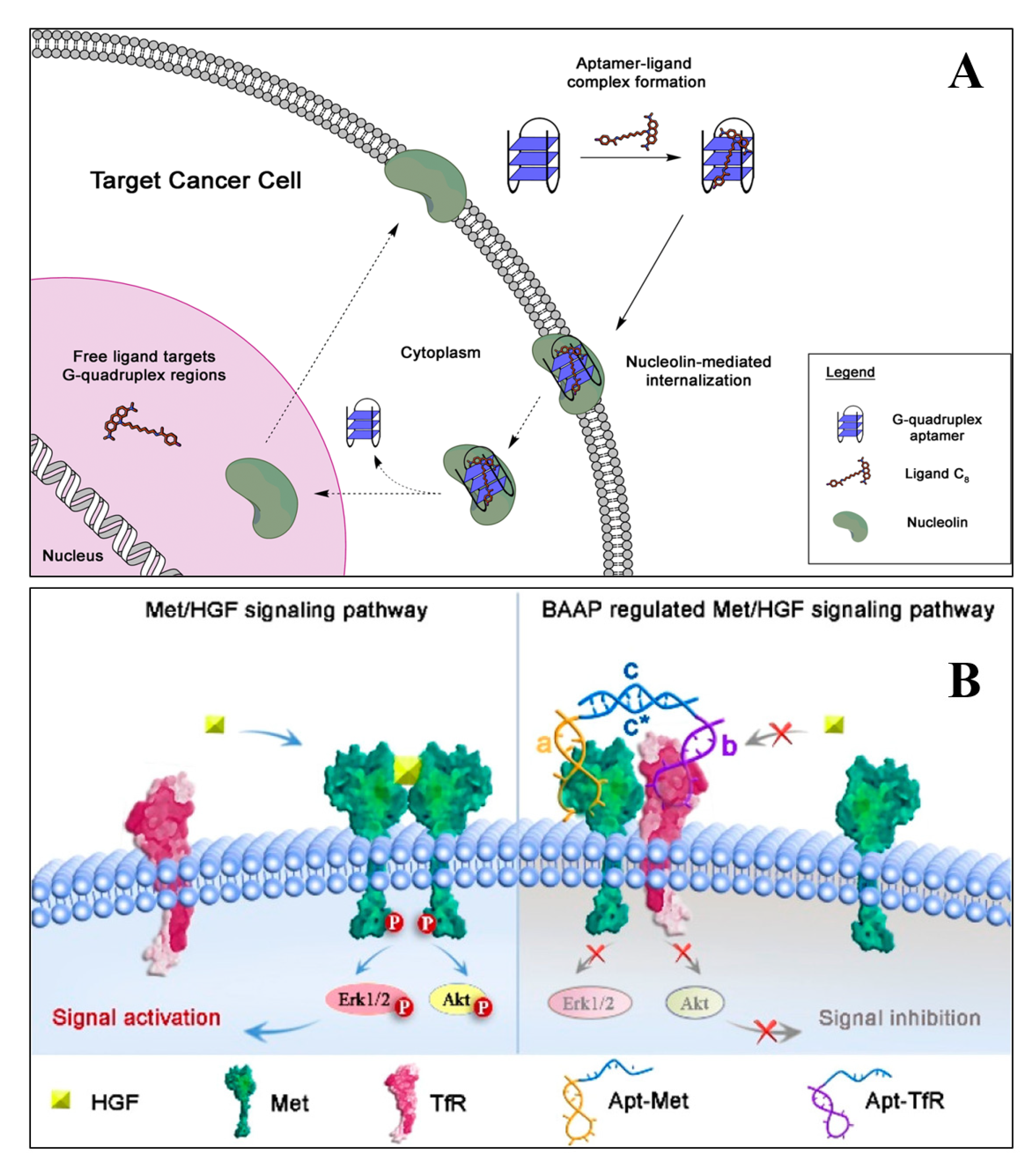 Pharmaceutics 12 00646 g002 Pharmaceutics 12 00646 g002