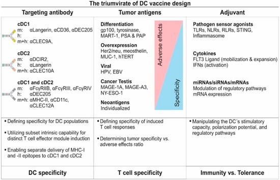 Pharmaceutics | Free Full-Text | Harnessing the Complete Repertoire of  Conventional Dendritic Cell Functions for Cancer Immunotherapy | HTML